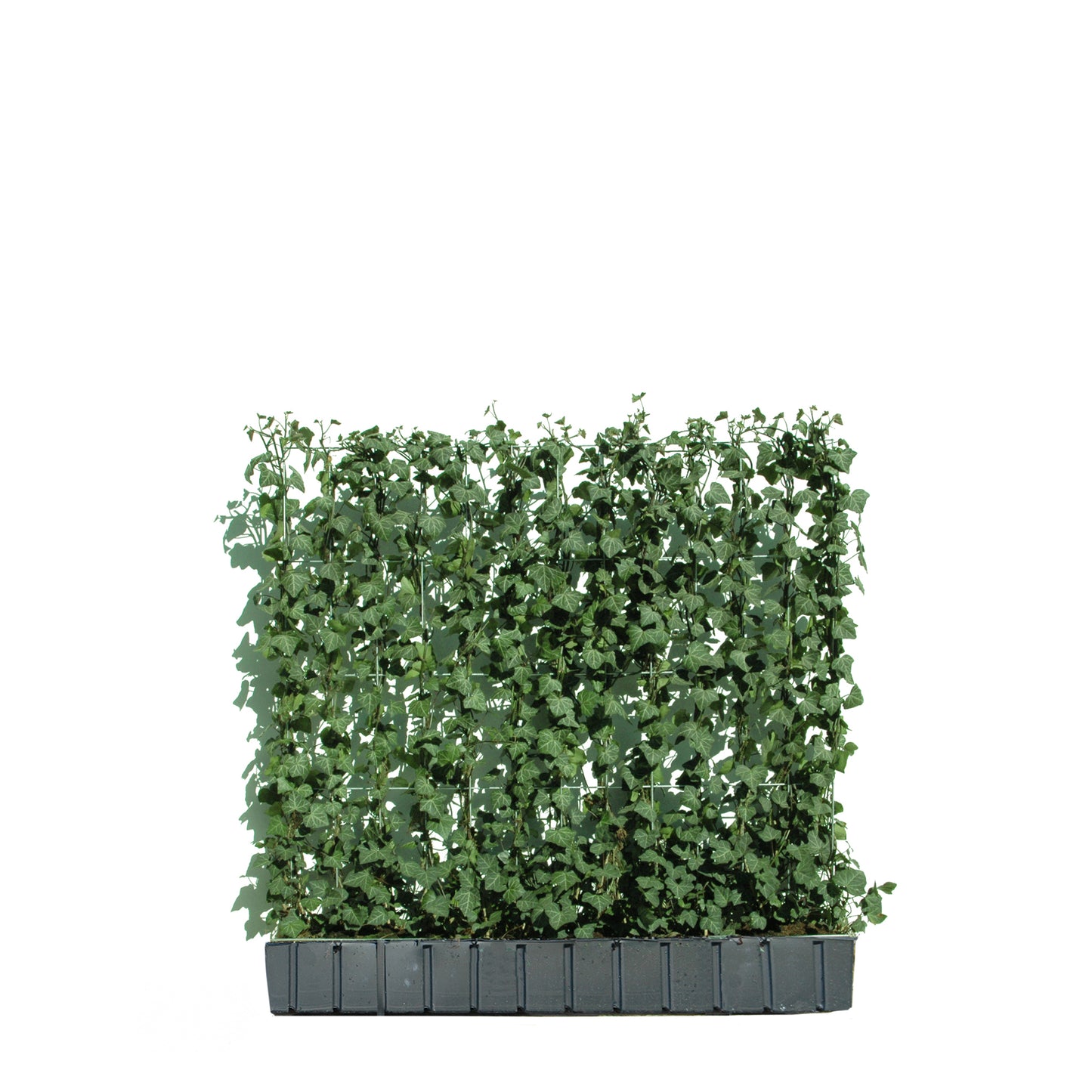 Hecke am laufenden Meter® mit Hedera helix 100 x 120 cm