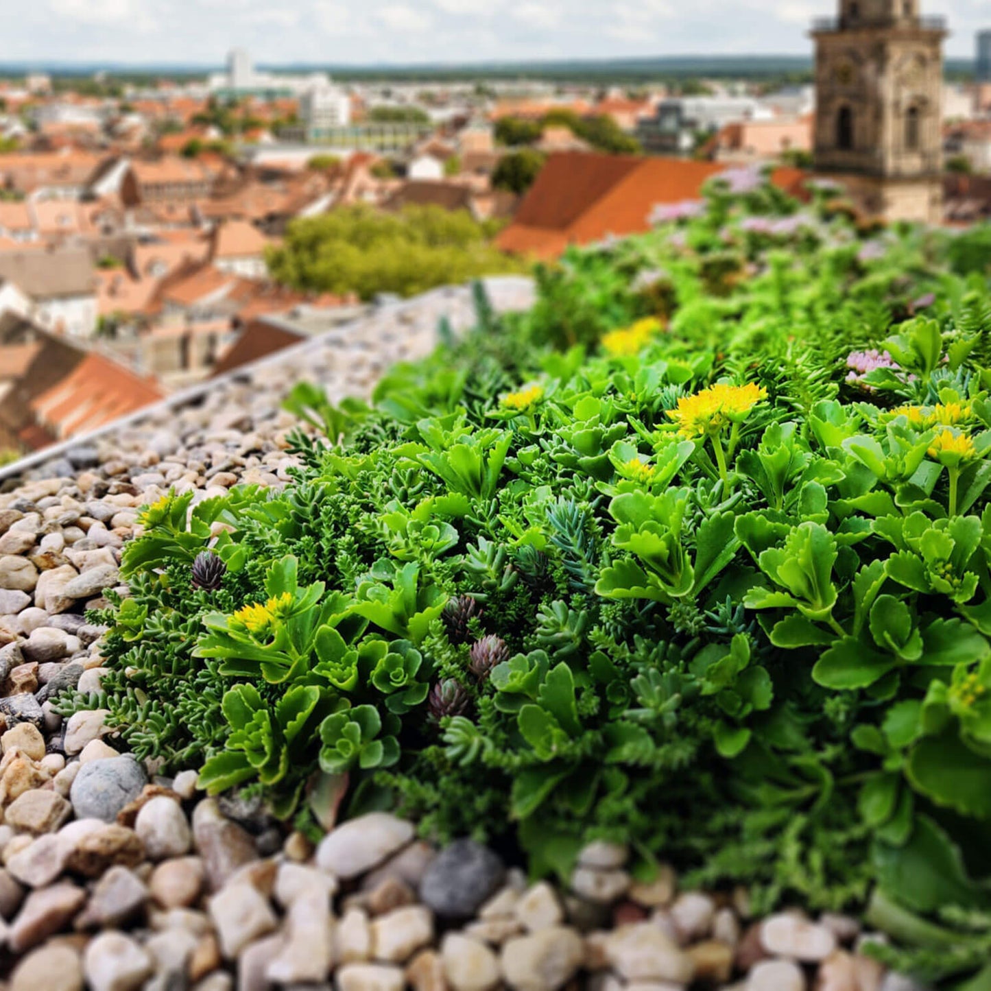 Helix® GrünDach Sedum Mix (Komplettsystem zur extensiven Dachbegrünung)