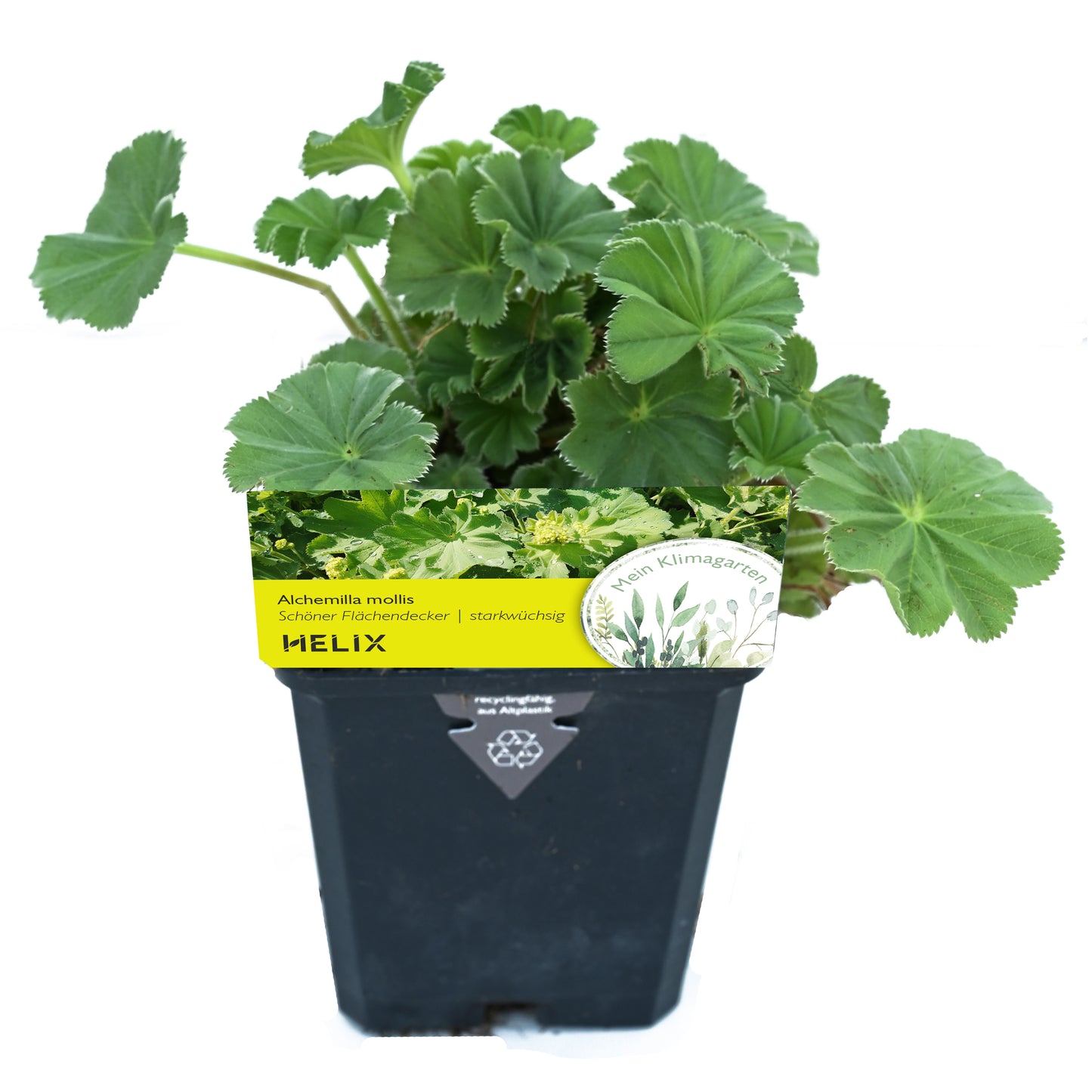 Alchemilla mollis - Frauenmantel - Set