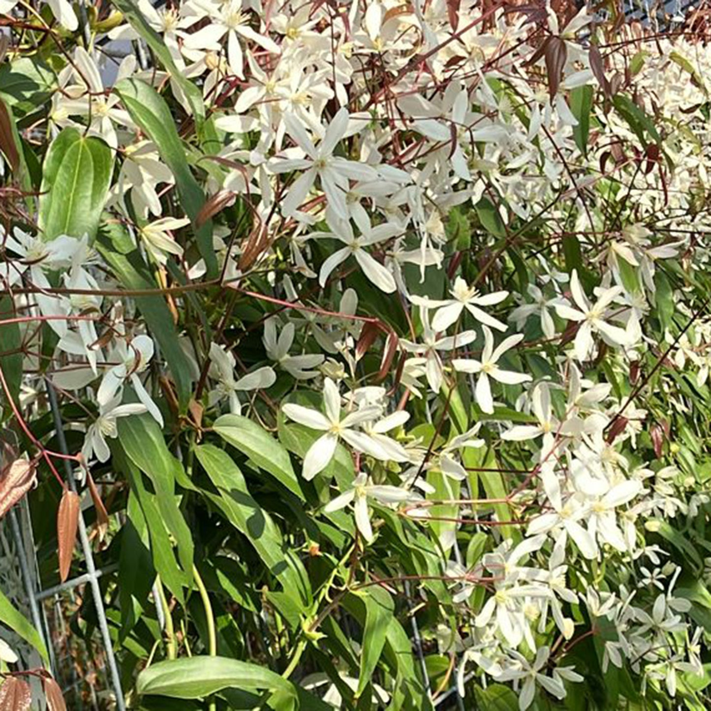 Hecke am laufenden Meter® - Clematis armandii 'Snow Drift' - Immergruene Clematis