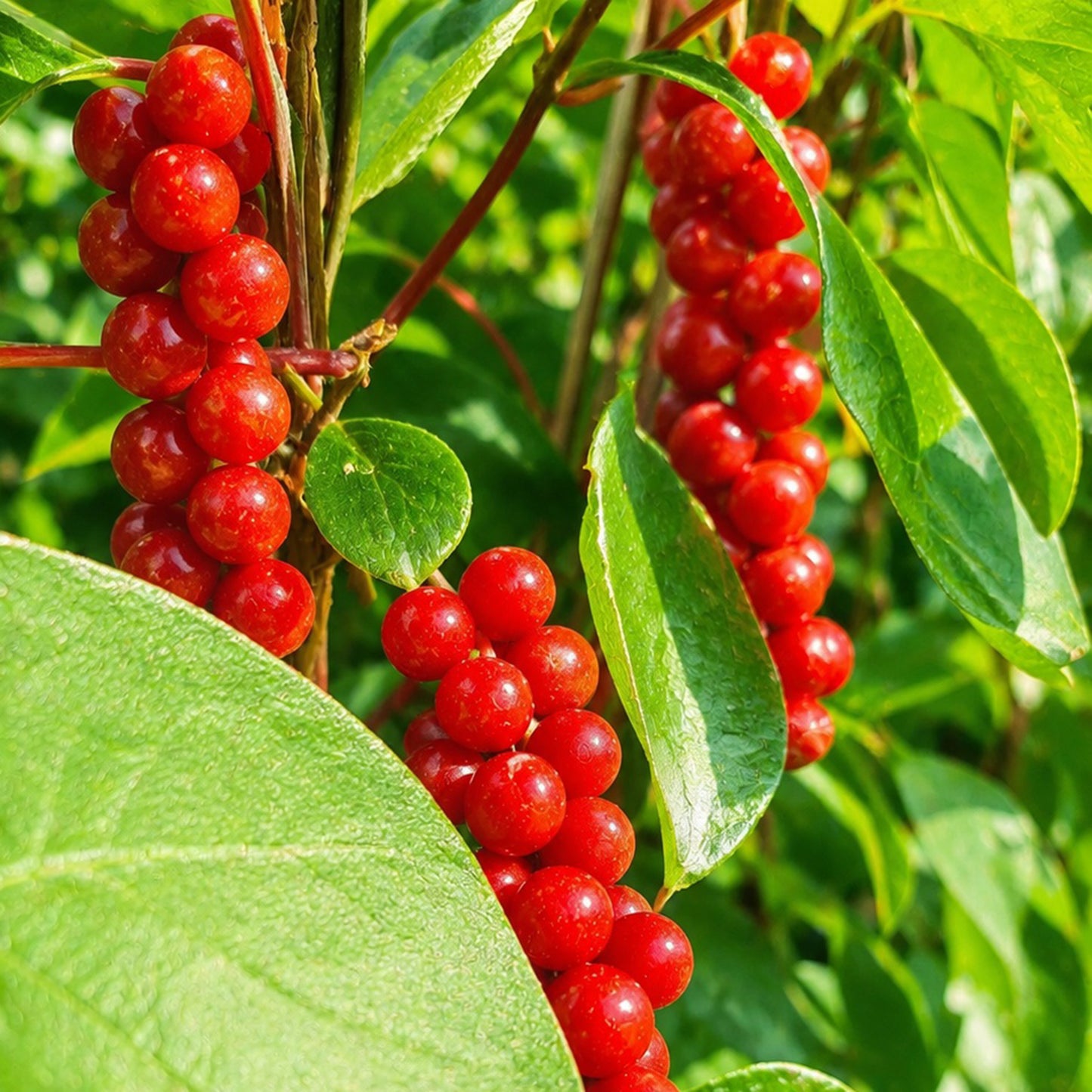 Hecke am laufenden Meter® mit Schisandra chinensis, Früchte