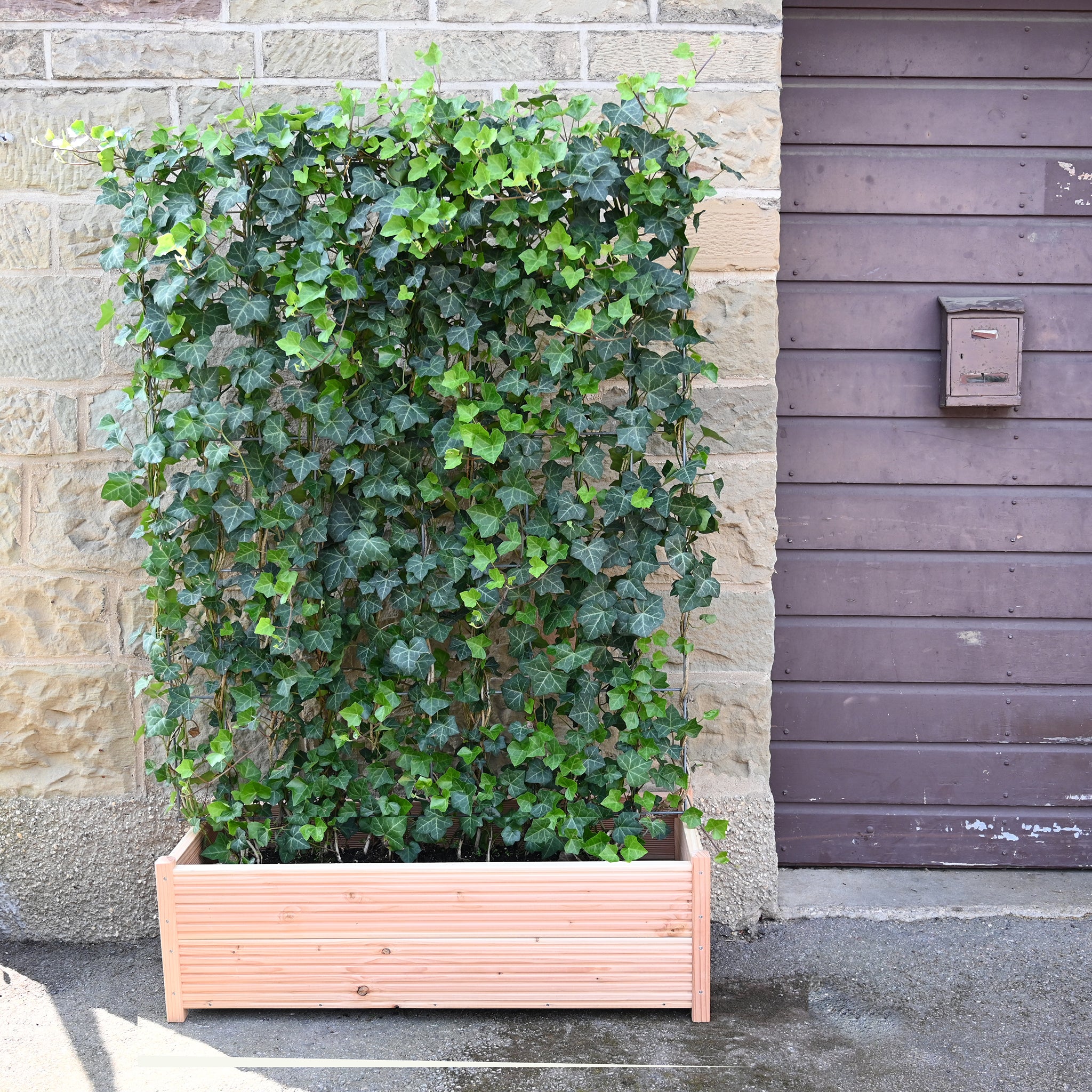 Hecke am laufenden Meter® Balkon' mit Gefäß-Bausatz – Helix Pflanzen
