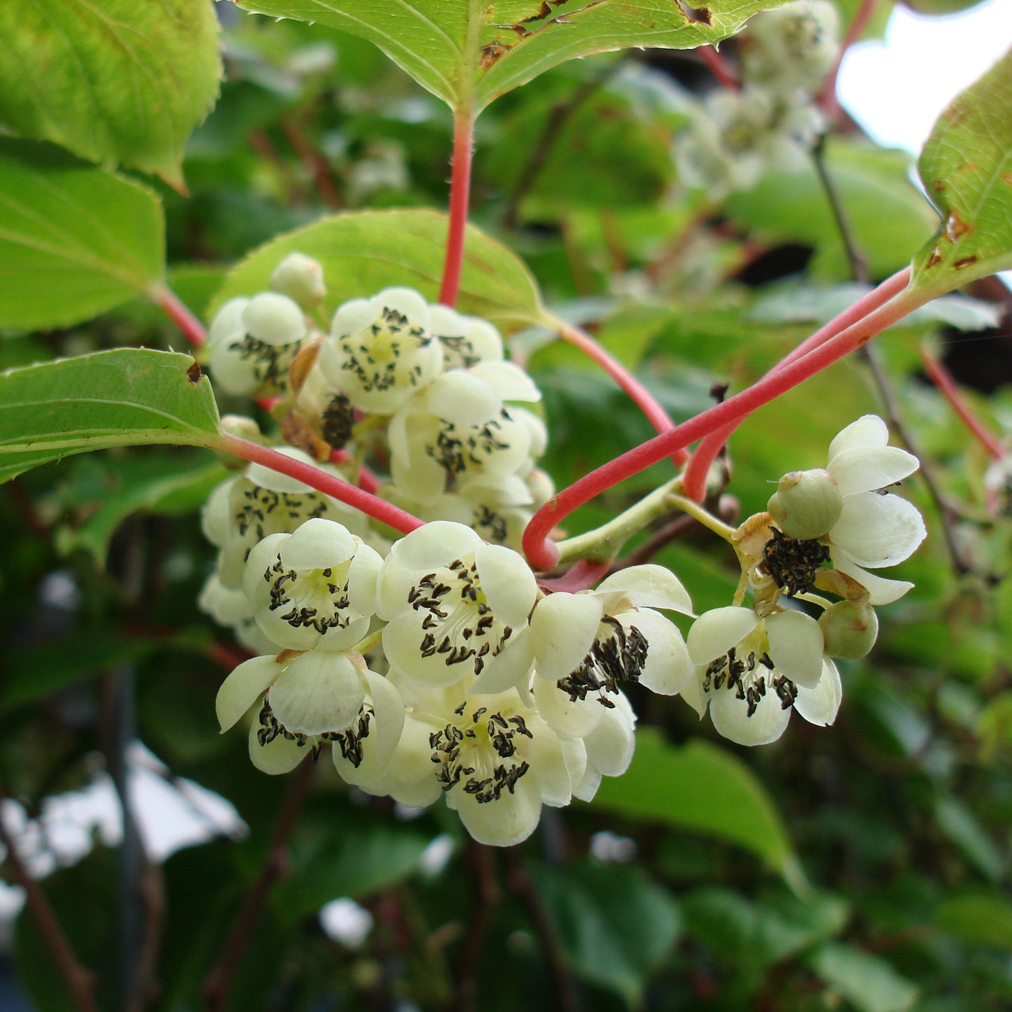 Blüten von Actinidia arguta 'Geneva' an der Hecke am laufenden Meter