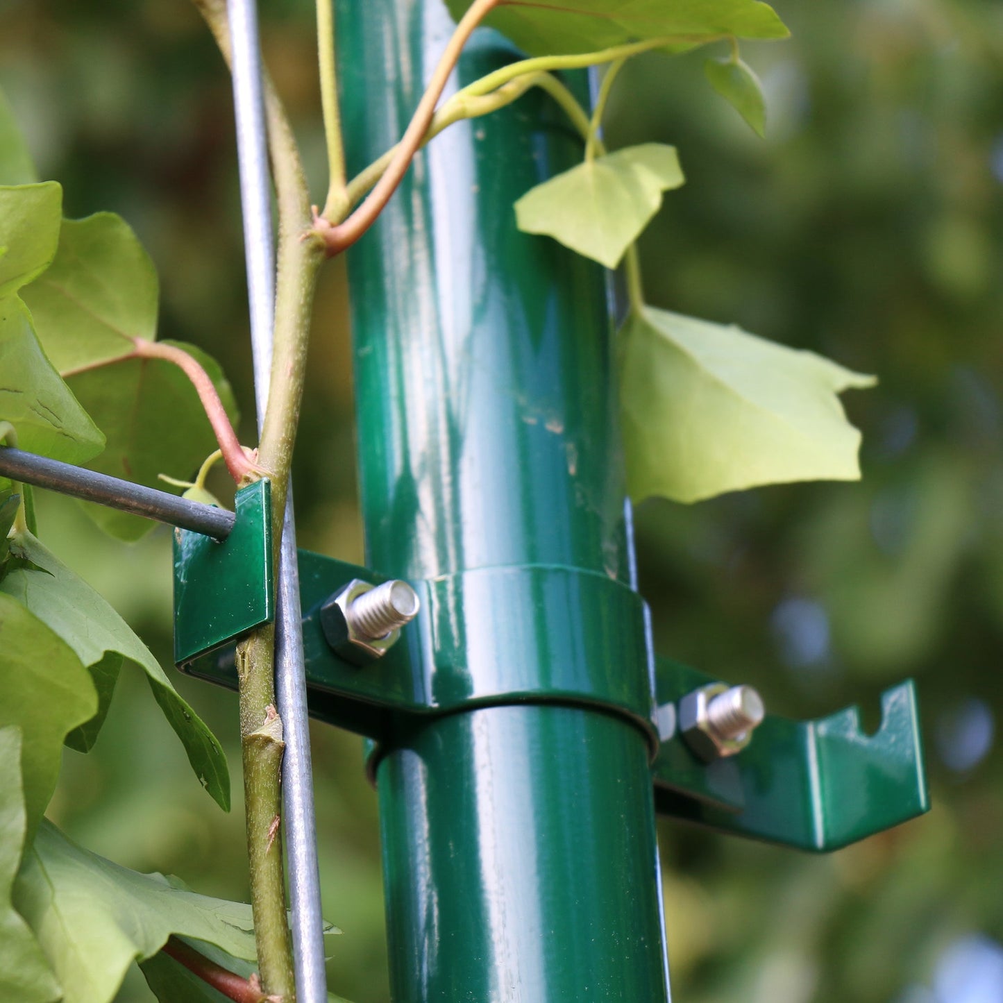 Einhängen der Hecke am laufenden Meter®