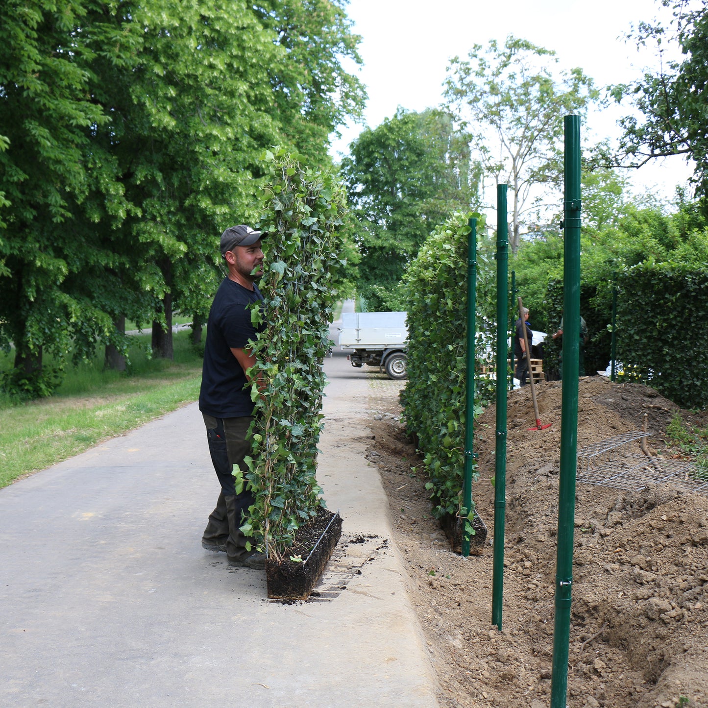 Einbau von Hecke am laufenden Meter®
