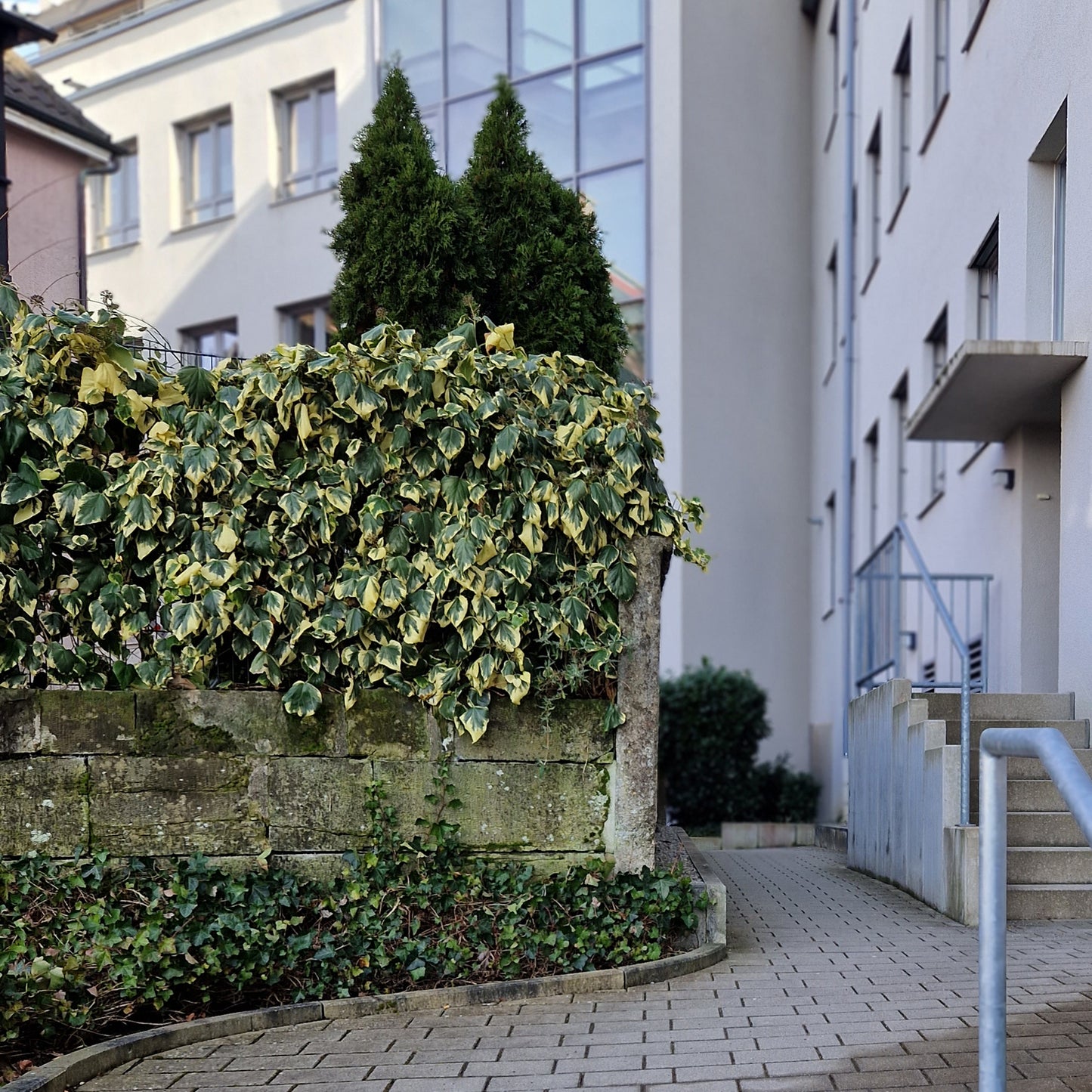 Hecke am laufenden Meter® - Hedera colchica 'Dentata Variegata' - Buntlaubiger Kaukasischer Efeu