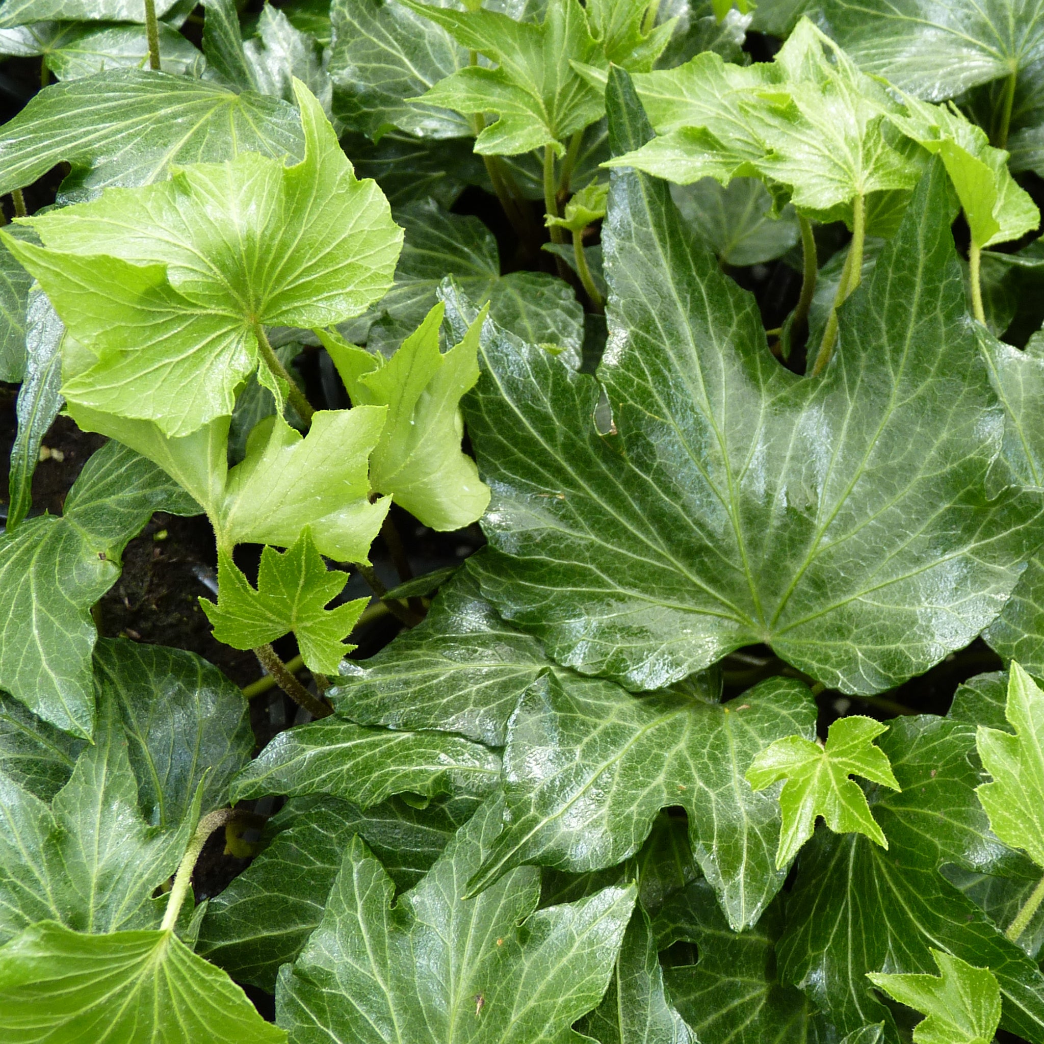 Efeu | Hedera helix 'Green Ripple'