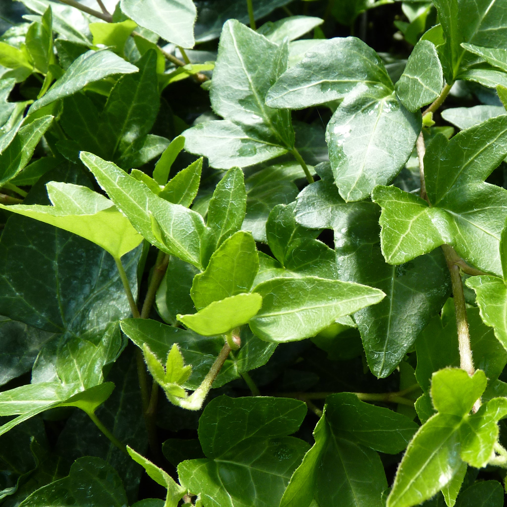 Efeu | Hedera helix 'Shamrock'