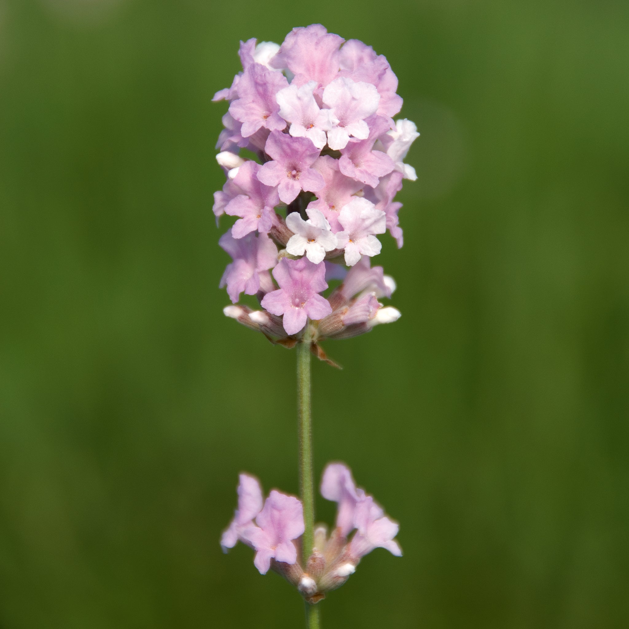 coconut ice lavender plant Lavandula ang. 'Coconut Ice' | Lavendel