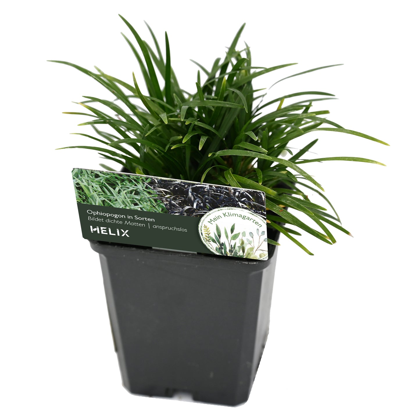 Ophiopogon im 9er Topf mit Etikett