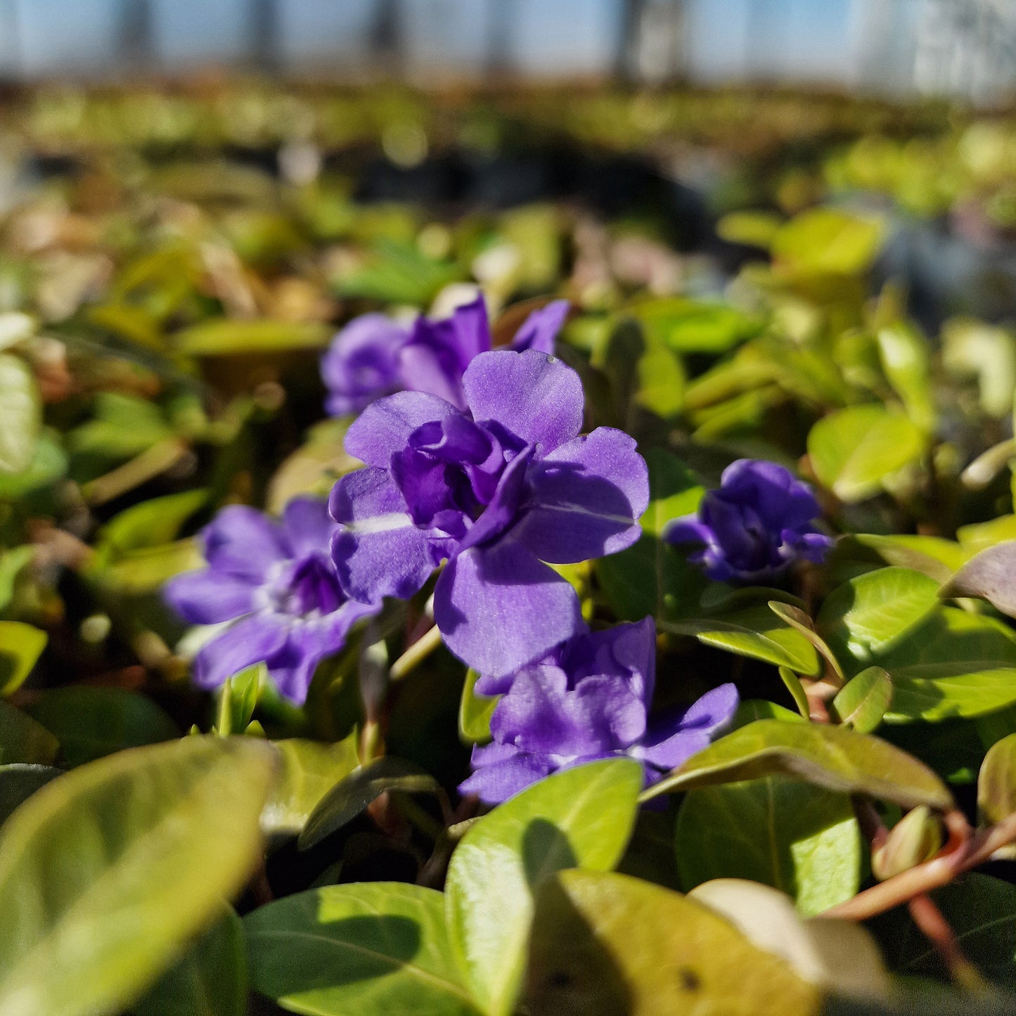Blüte und Laub von Vinca minor 'La_Belle'