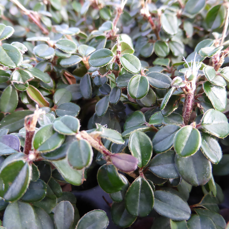 Laub von Cotoneaster microphyllus 'Cochleatus'