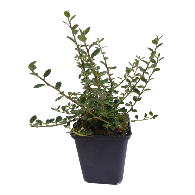 Cotoneaster microphyllus Cochleatus im 9er Topf