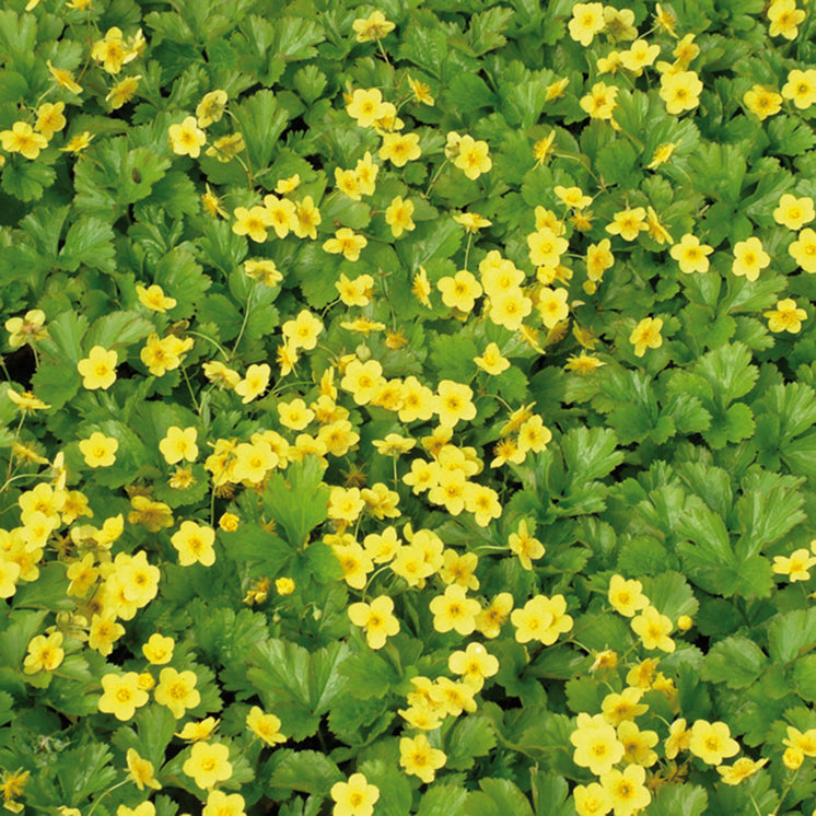 Blüten von Waldsteinia ternata 