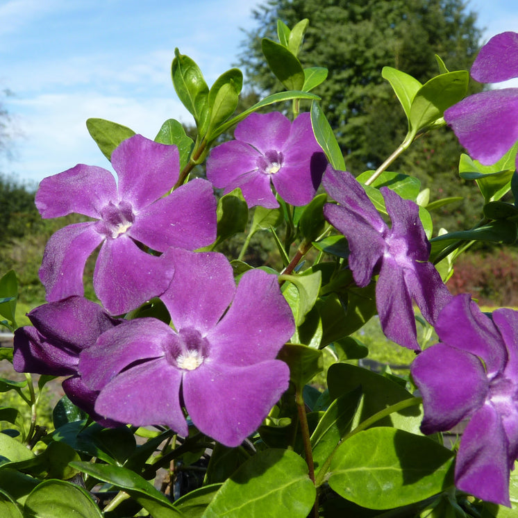 Rote Blüten von Vinca minor 'Atropurpurea'