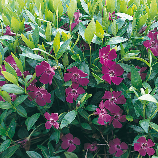 Vinca minor 'Atropurpurea' -  Rotes Immergrün, Singgrün > Jetzt vorbestellen, zur Lieferung ab 03.04.2025 <