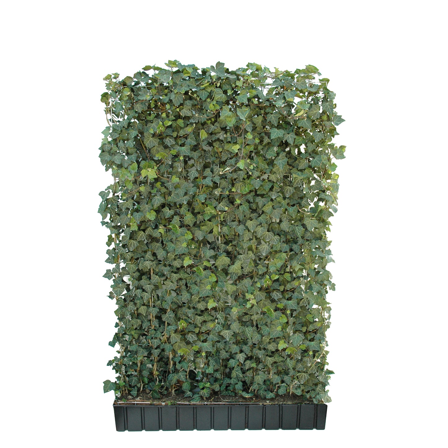 'Hecke am laufenden Meter® mit Efeu' - Hedera helix 'Woerneri'