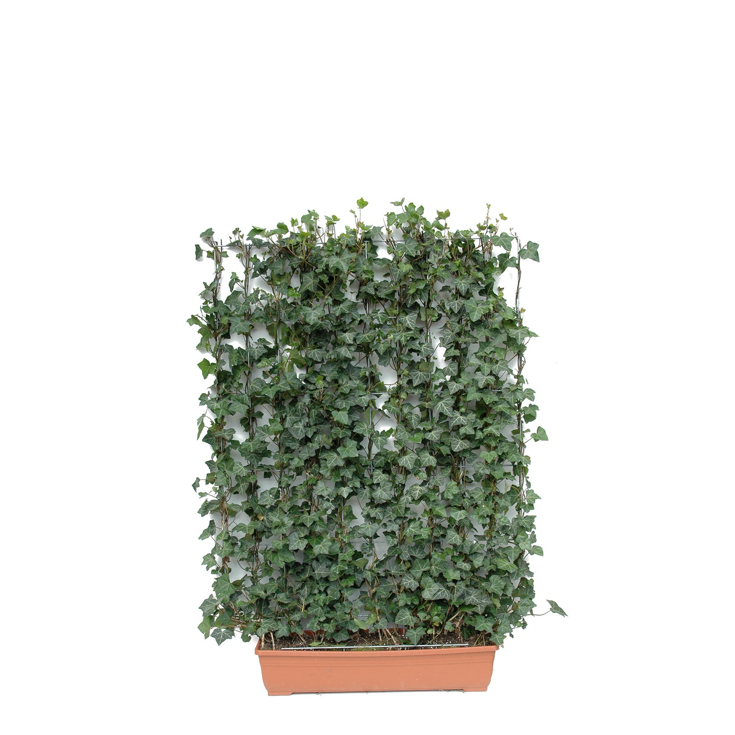 'Hecke am laufenden Meter® mit Efeu' - Hedera helix 'Woerneri'