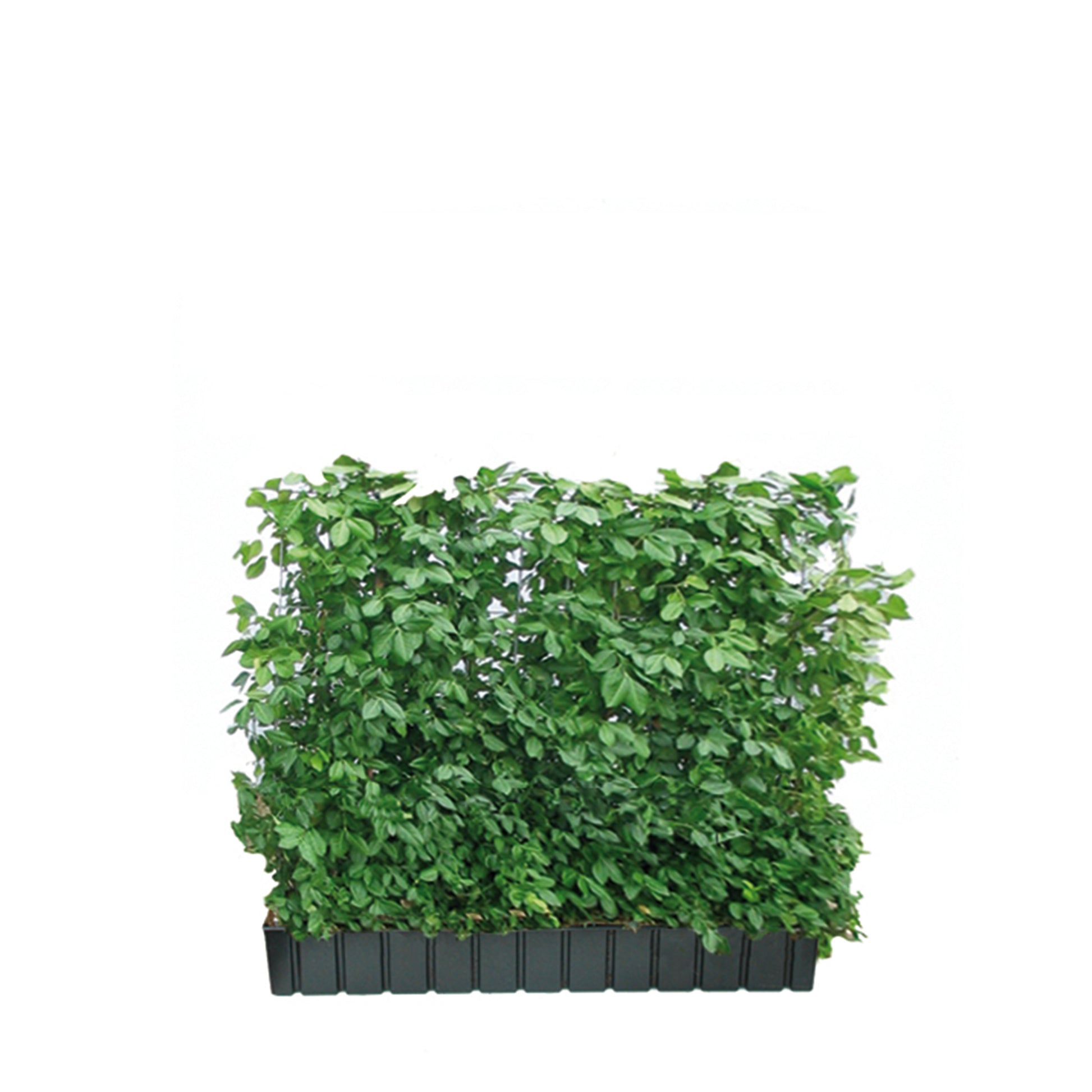 Hecke am laufenden Meter® mit Euonymus fort. 'Coloratus' 100x120 cm