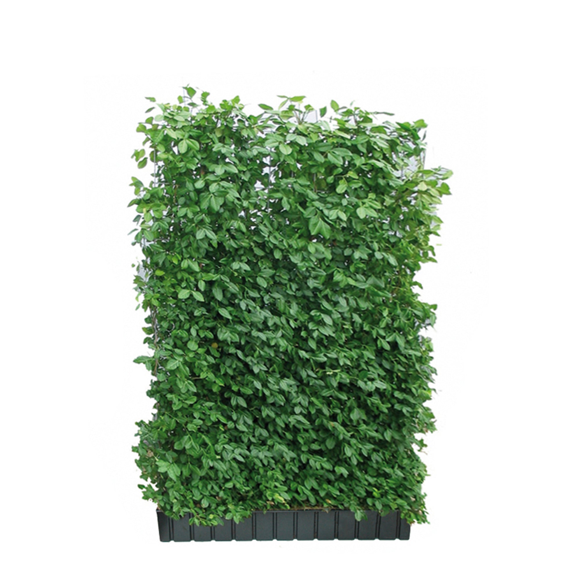 Hecke am laufenden Meter® mit Euonymus fort. 'Coloratus' 180x120 cm