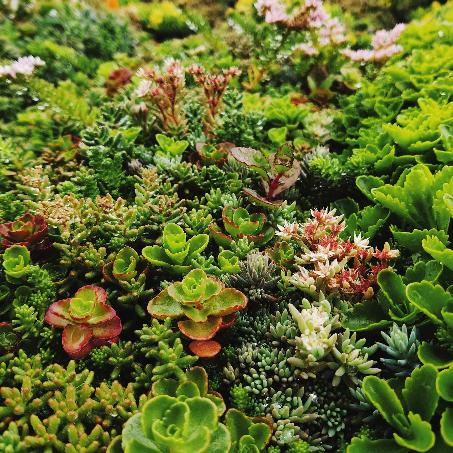 Helix® GrünDach Sedum Mix (Komplettsystem zur extensiven Dachbegrünung)