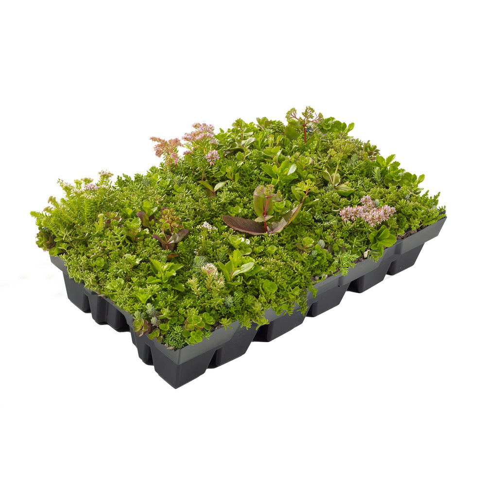 Helix® GrünDach Sedum Mix (Komplettsystem zur extensiven Dachbegrünung)