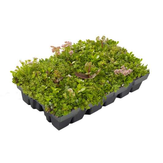 Helix® GrünDach Sedum Mix (Komplettsystem zur extensiven Dachbegrünung)