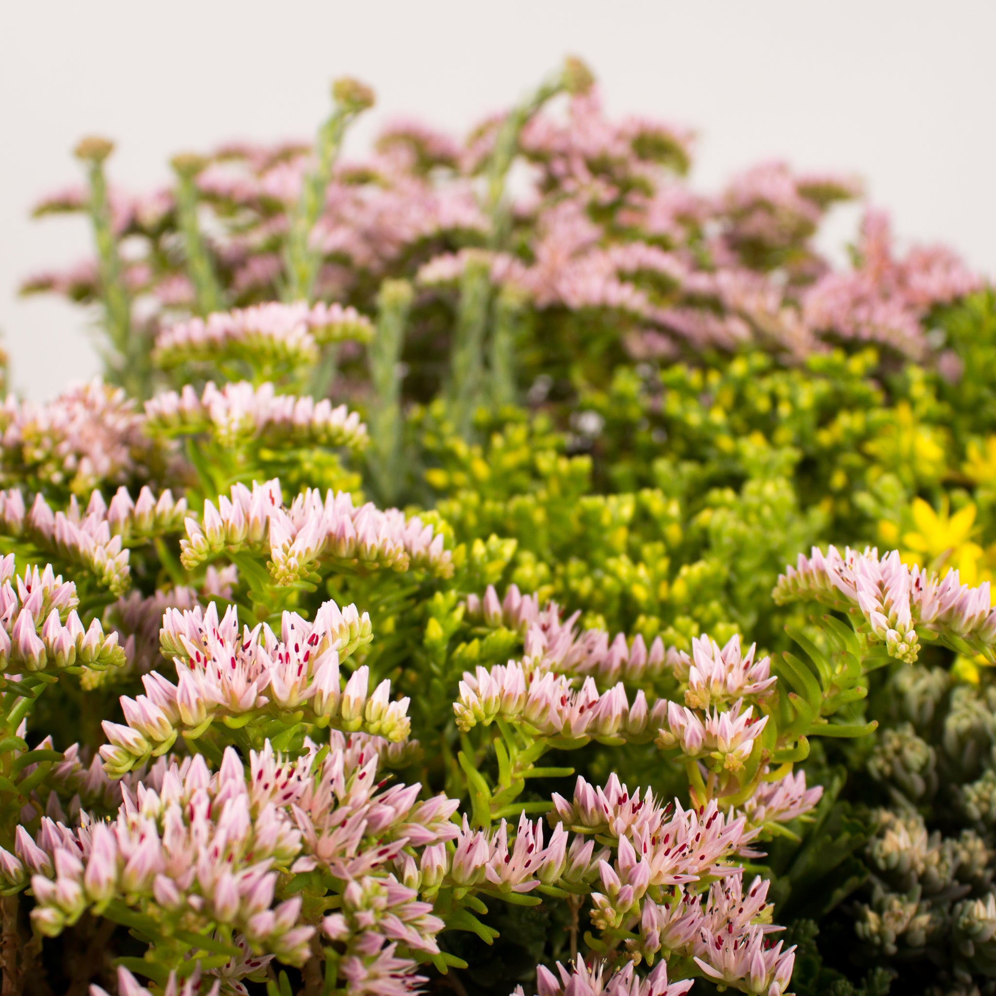 Helix® GrünDach Sedum Mix mit Blühstauden (Komplettsystem zur extensiven Dachbegrünung)