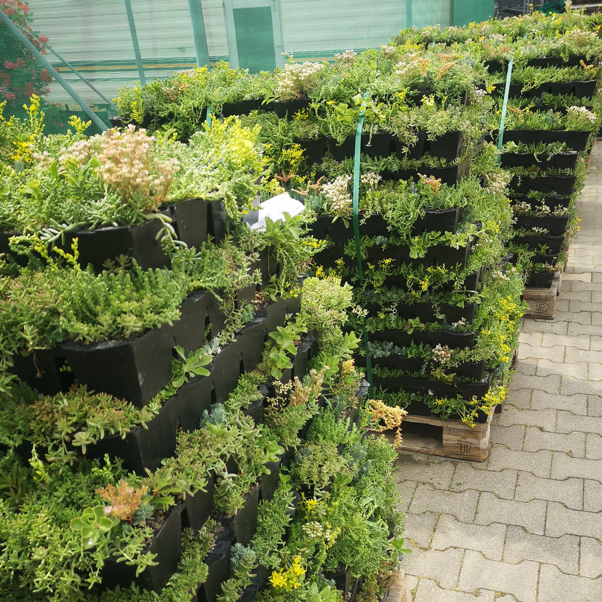 Helix® GrünDach Sedum Mix mit Blühstauden (Komplettsystem zur extensiven Dachbegrünung)