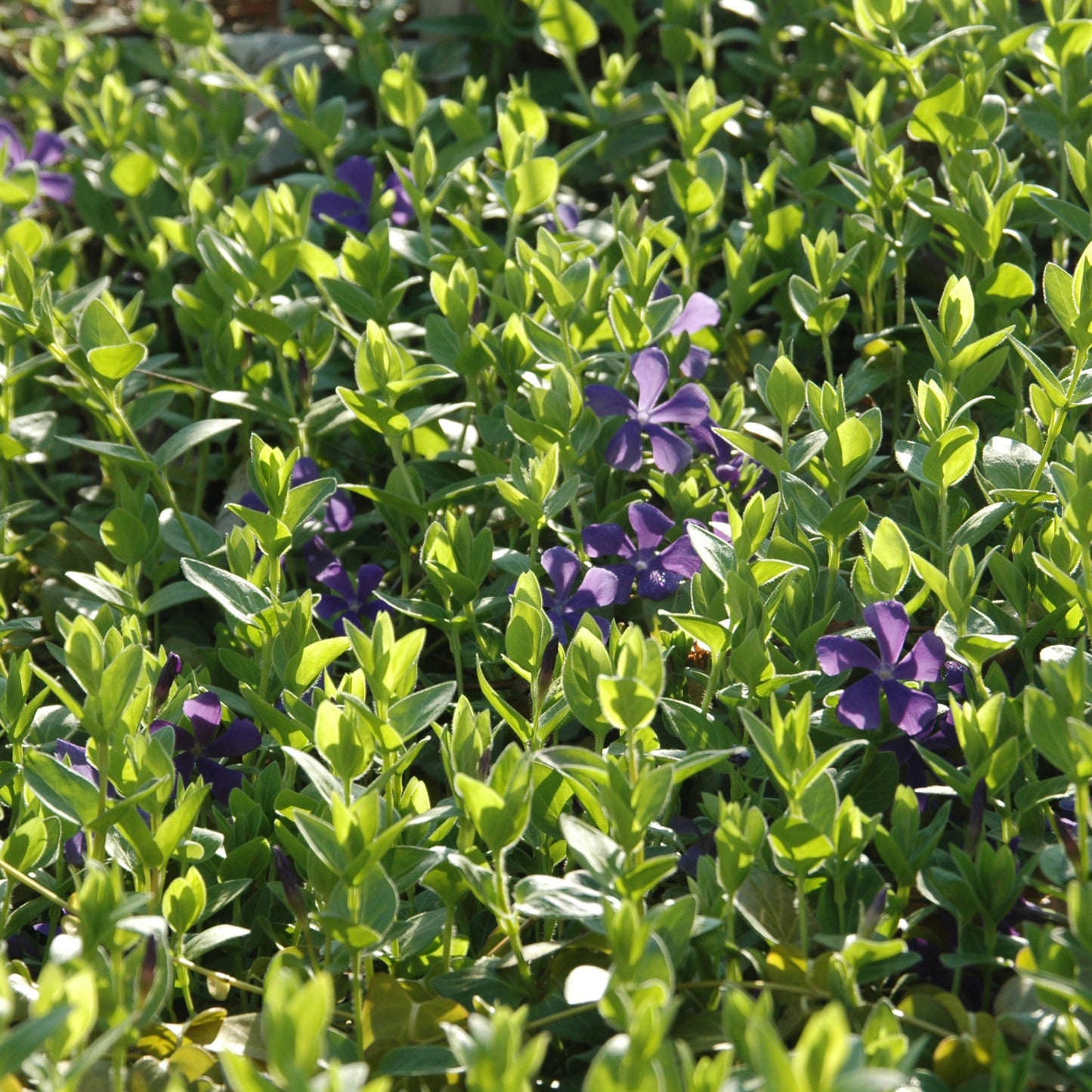 Bodendecker am laufenden Meter® Standardmatte Set - Vinca major 'Hiersuta'