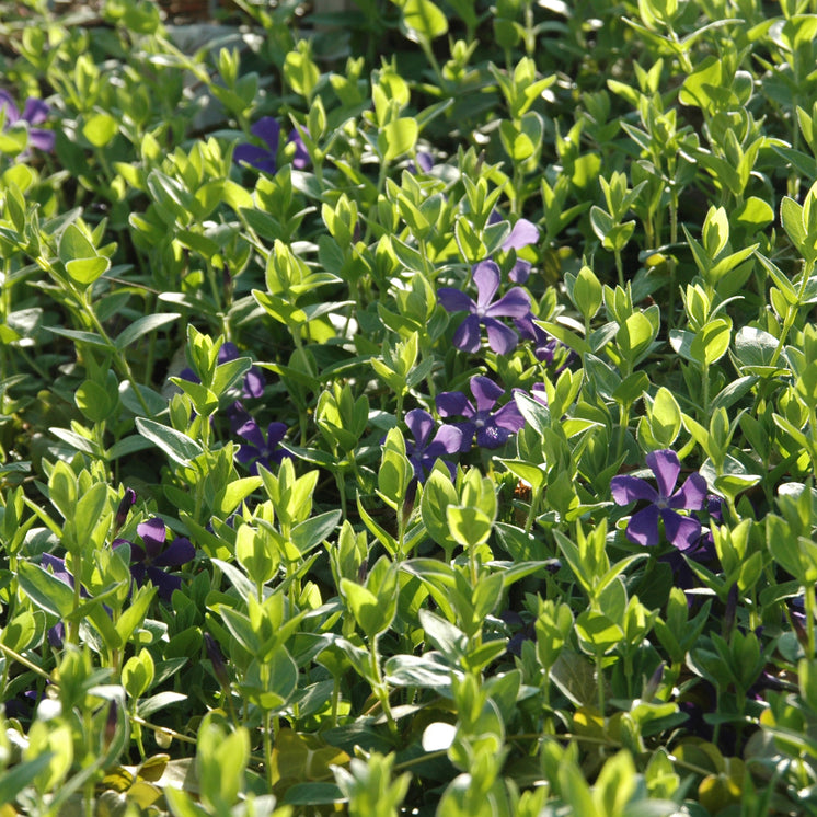 Bodendecker am laufenden Meter® mit Vinca major Hirsuta