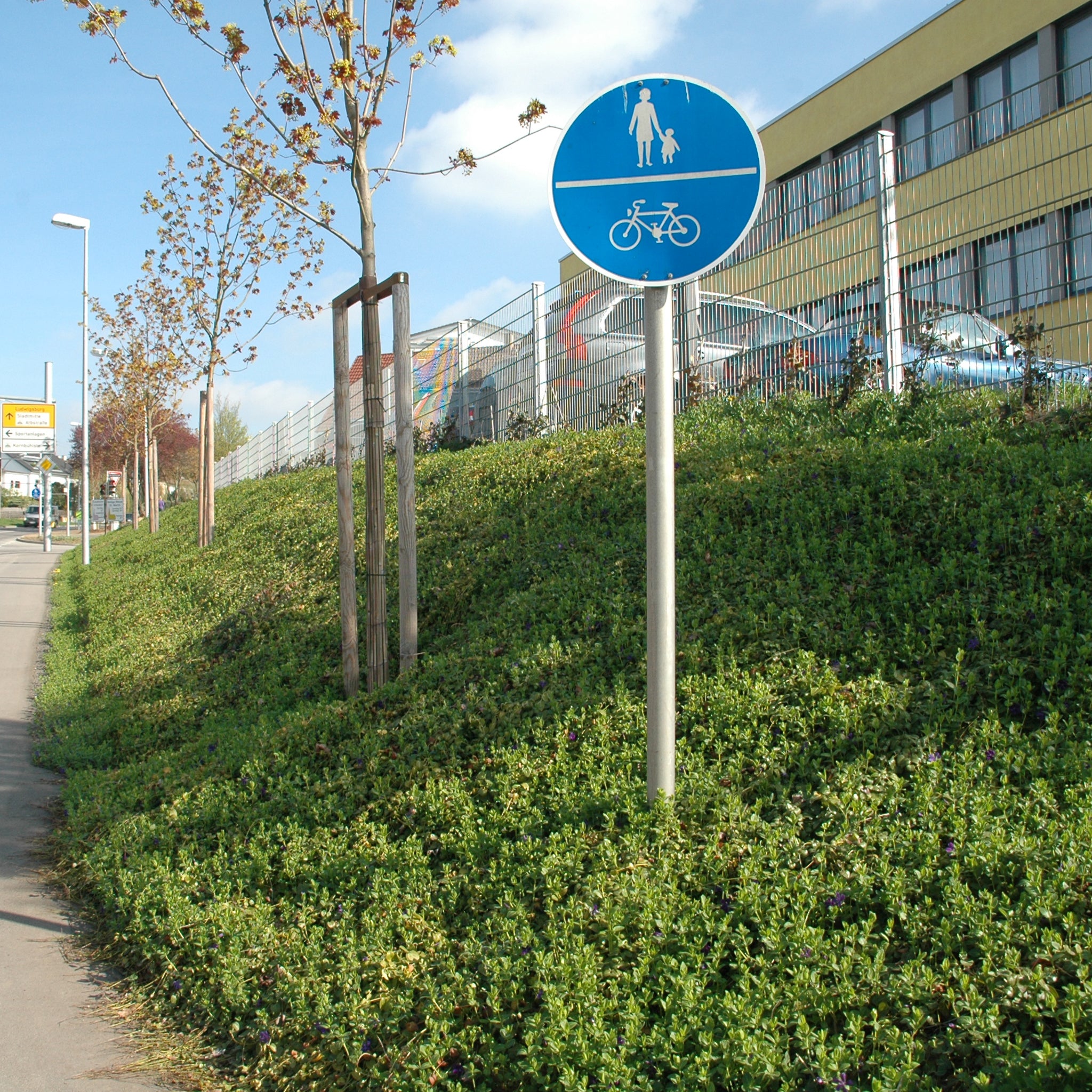 Bodendecker am laufenden Meter® Standardmatte Set - Vinca major 'Hiersuta'