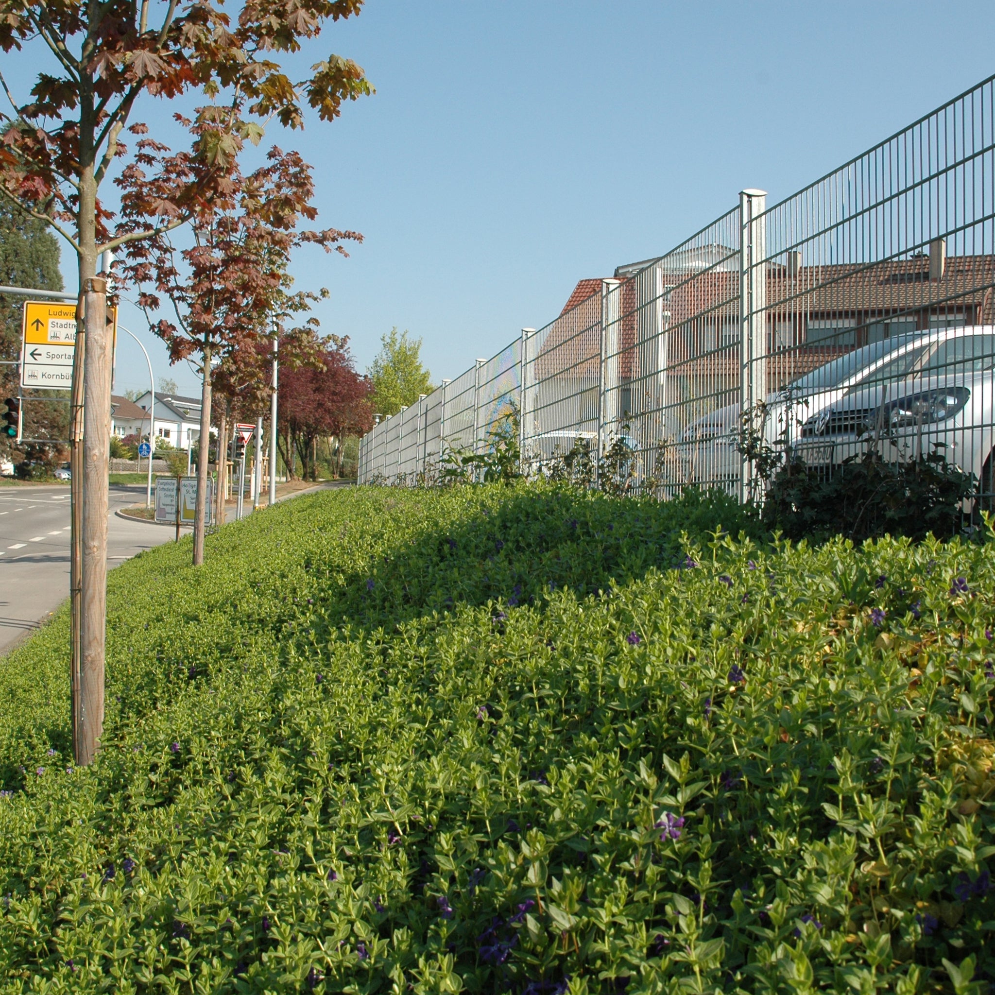 Bodendecker am laufenden Meter® Standardmatte Set - Vinca major 'Hiersuta'