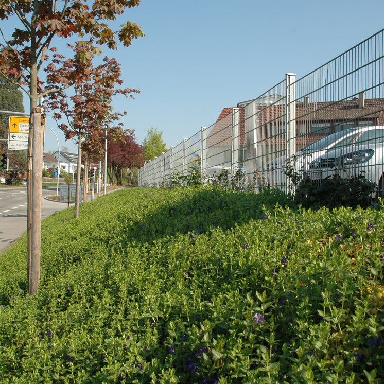 Bodendecker am laufenden Meter® mit Vinca major Hirsuta