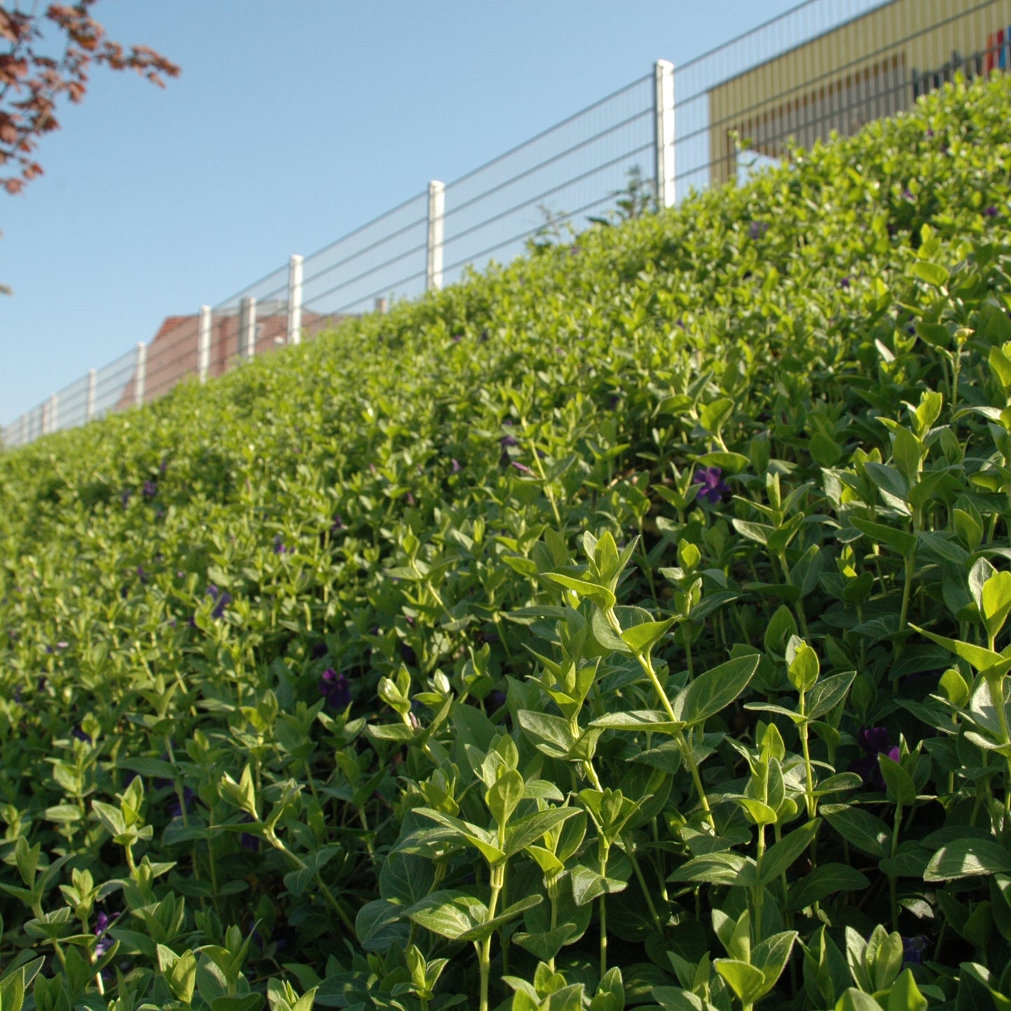 Bodendecker am laufenden Meter® Standardmatte Set - Vinca major 'Hiersuta'