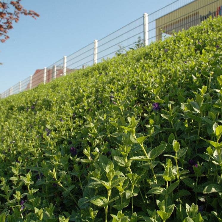 Bodendecker am laufenden Meter® mit Vinca major Hirsuta