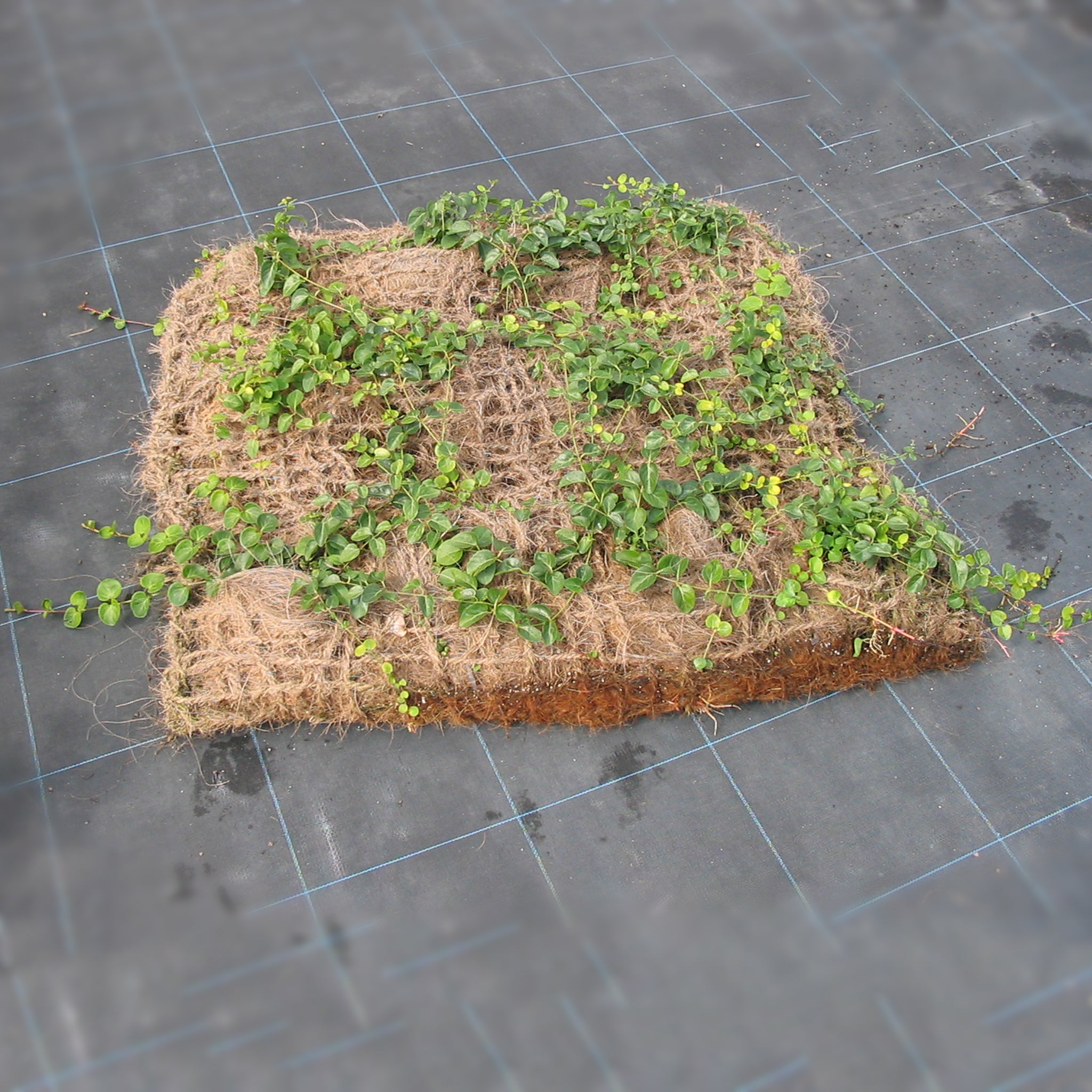 Bodendecker am laufenden Meter® Standardmatte Set - Vinca major 'Hiersuta'