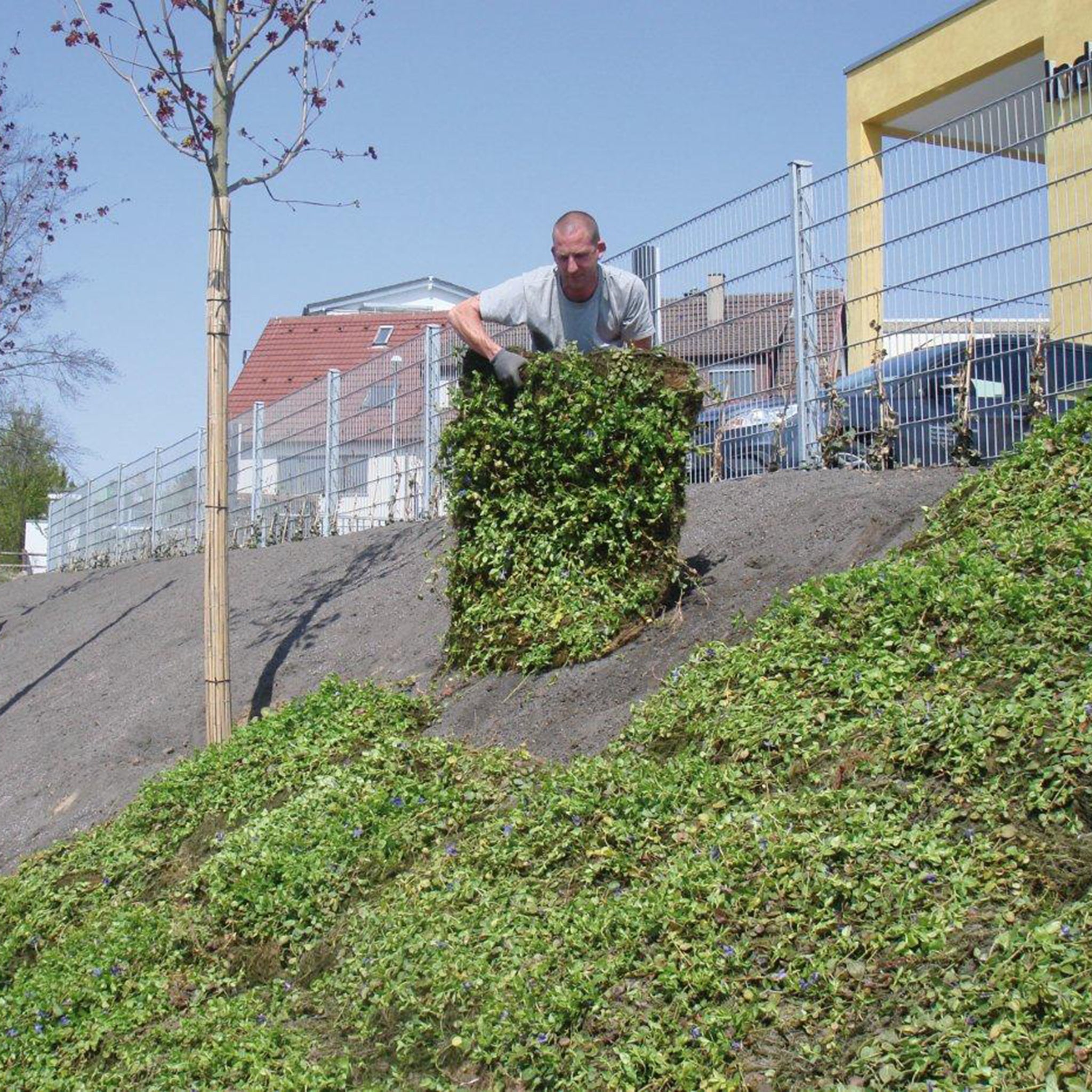 Bodendecker am laufenden Meter® Standardmatte Set - Vinca major 'Hiersuta'