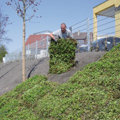 Bodendecker am laufenden Meter® Standardmatte Set - Vinca major 'Hiersuta'