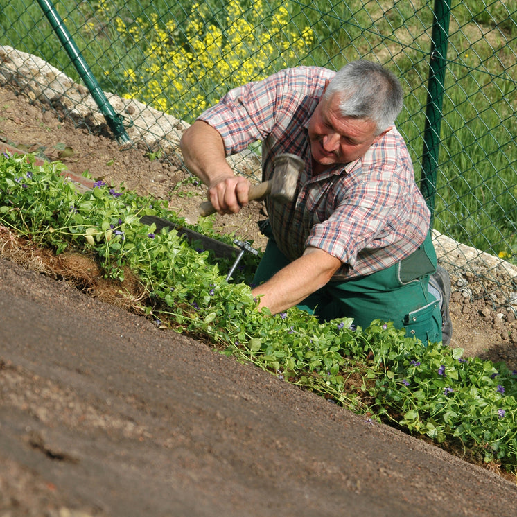 Bodendecker am laufenden Meter® mit Vinca major - Verlegung mit Erdnägeln