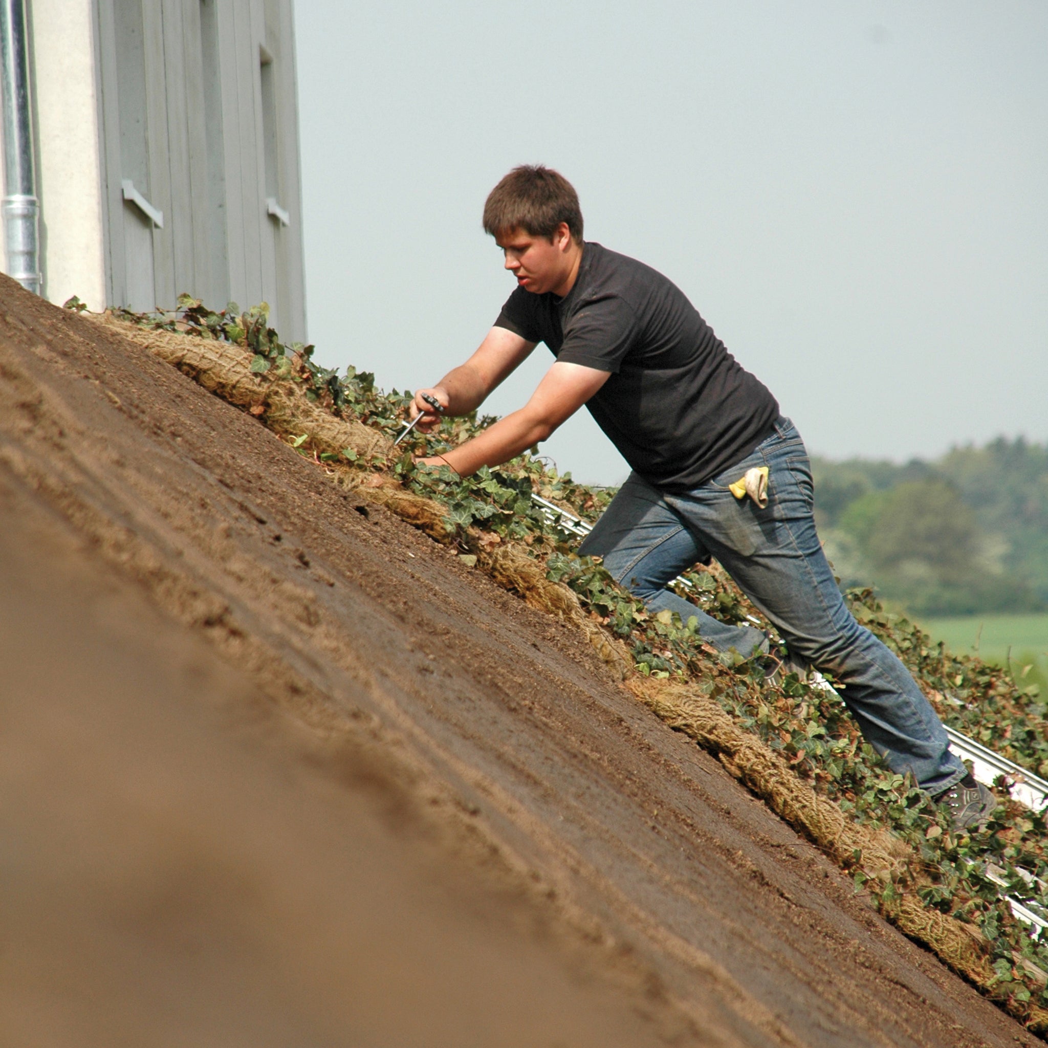 Bodendecker am laufenden Meter® Standardmatte Set - Waldsteinia ternata