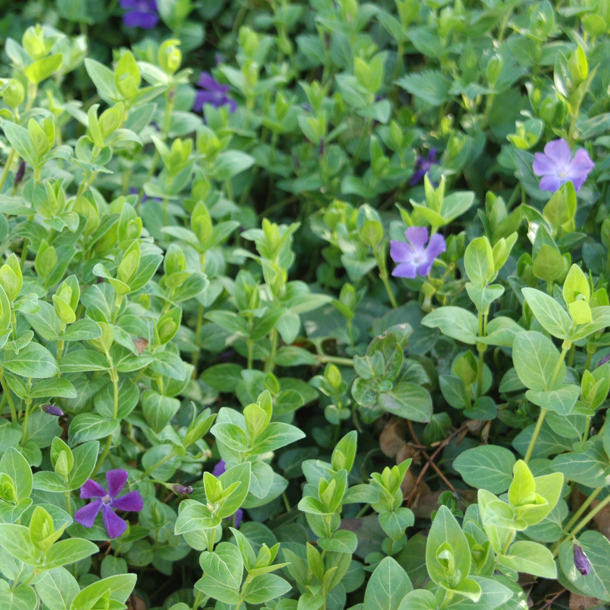 Vinca major 'Hirsuta', Großes Immergrün, Bodendecker am laufenden Meter®
