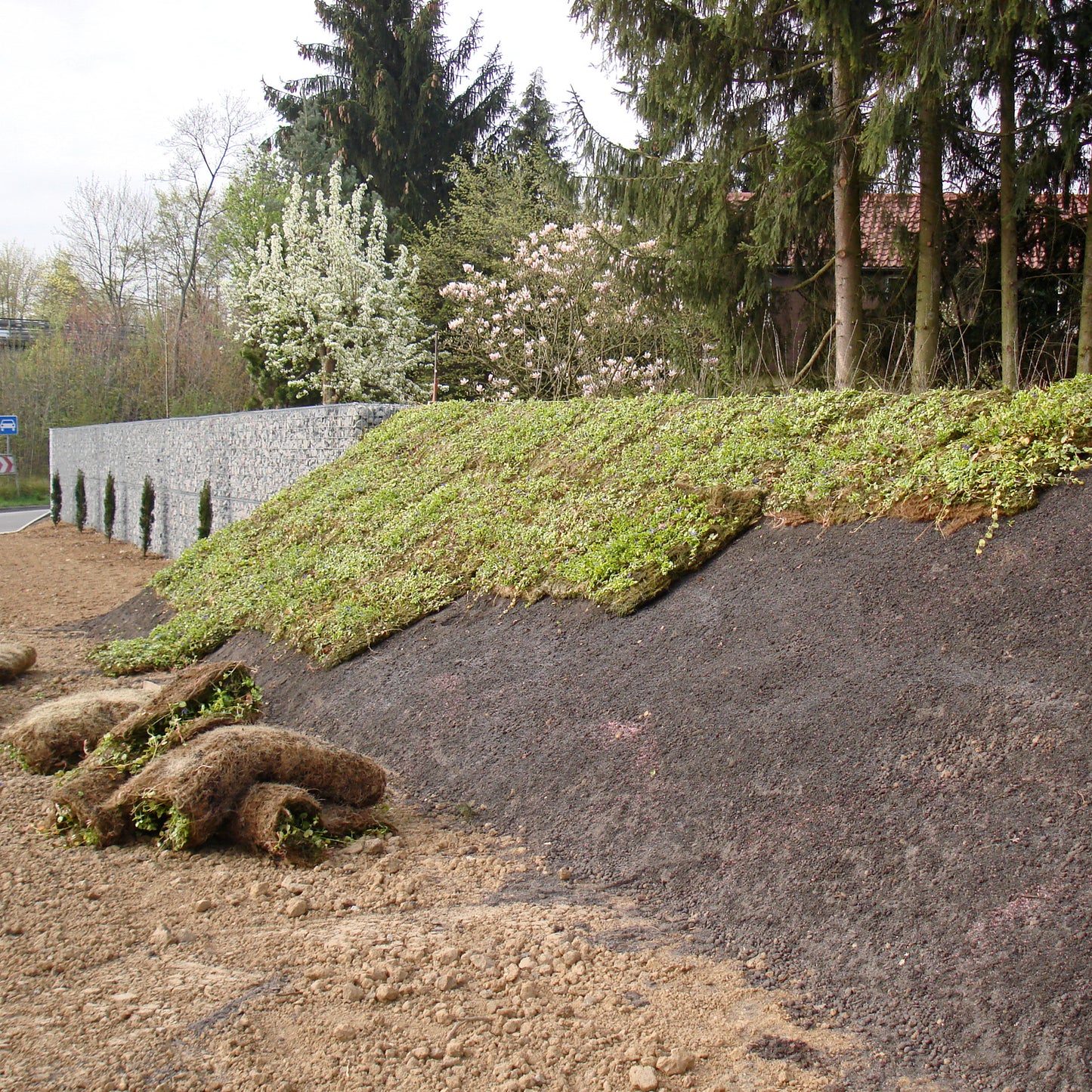 Auslegen von Bodendecker am laufenden Meter® mit Vinca major 'Hirsuta' ©Henrik_Winkelmann