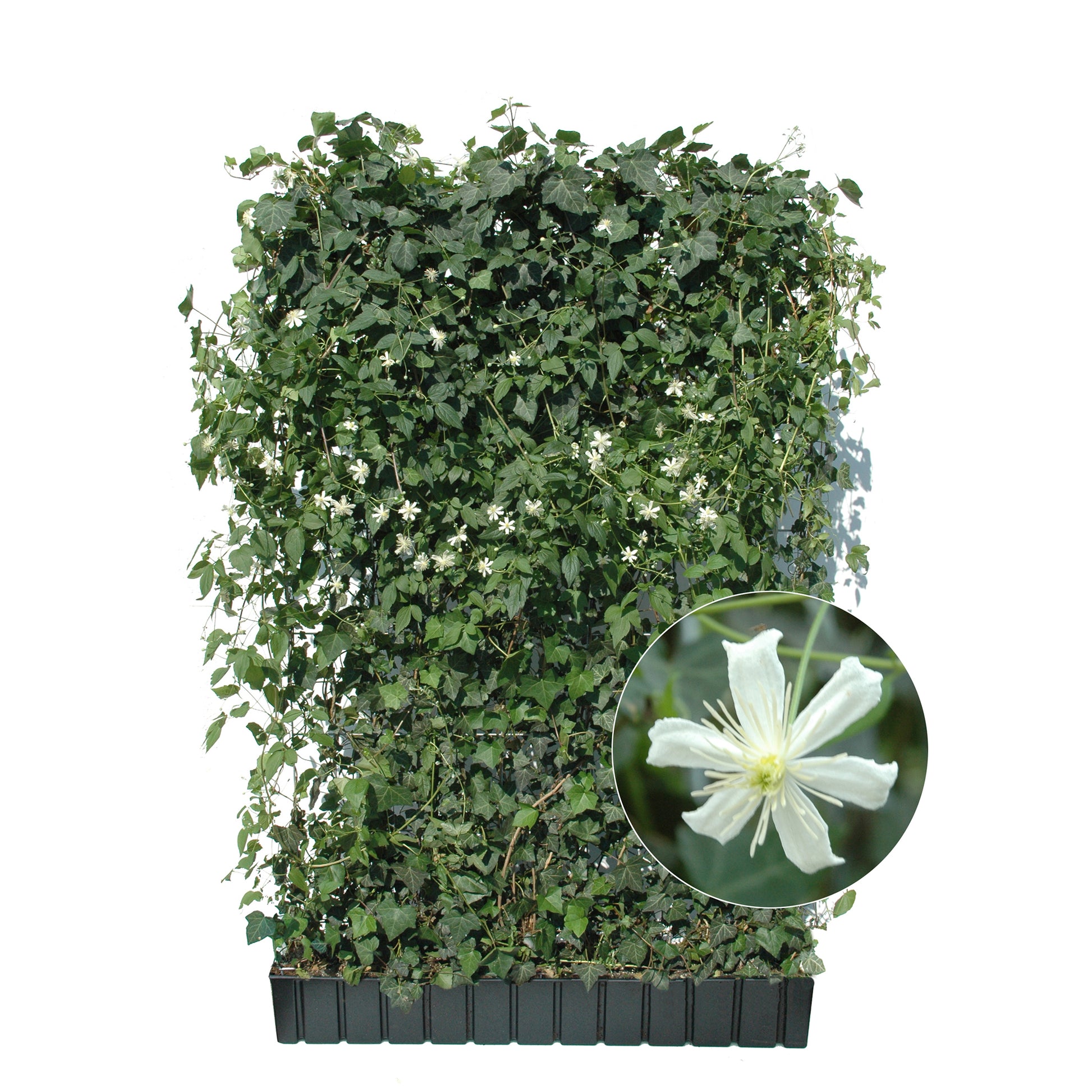 Hecke am laufenden Meter® mit Hedera helix und sommerblühender Clematis in weiß 180x120 cm