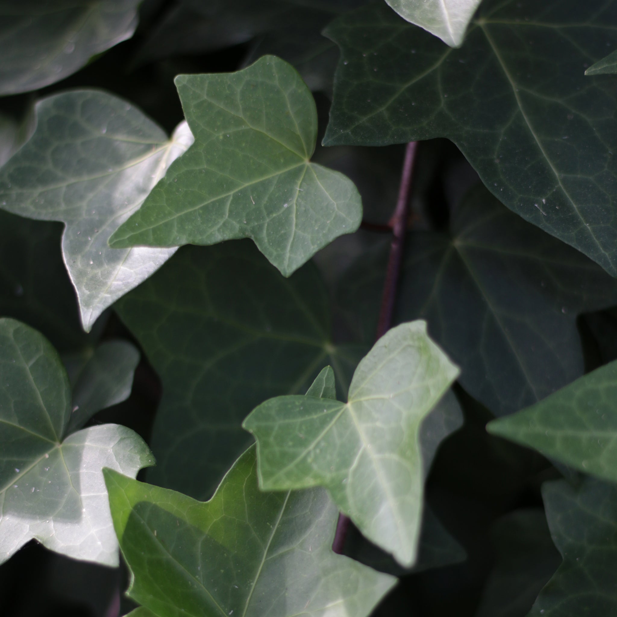 das efeu oder der efeu Gewöhnlicher Efeu | Hedera helix