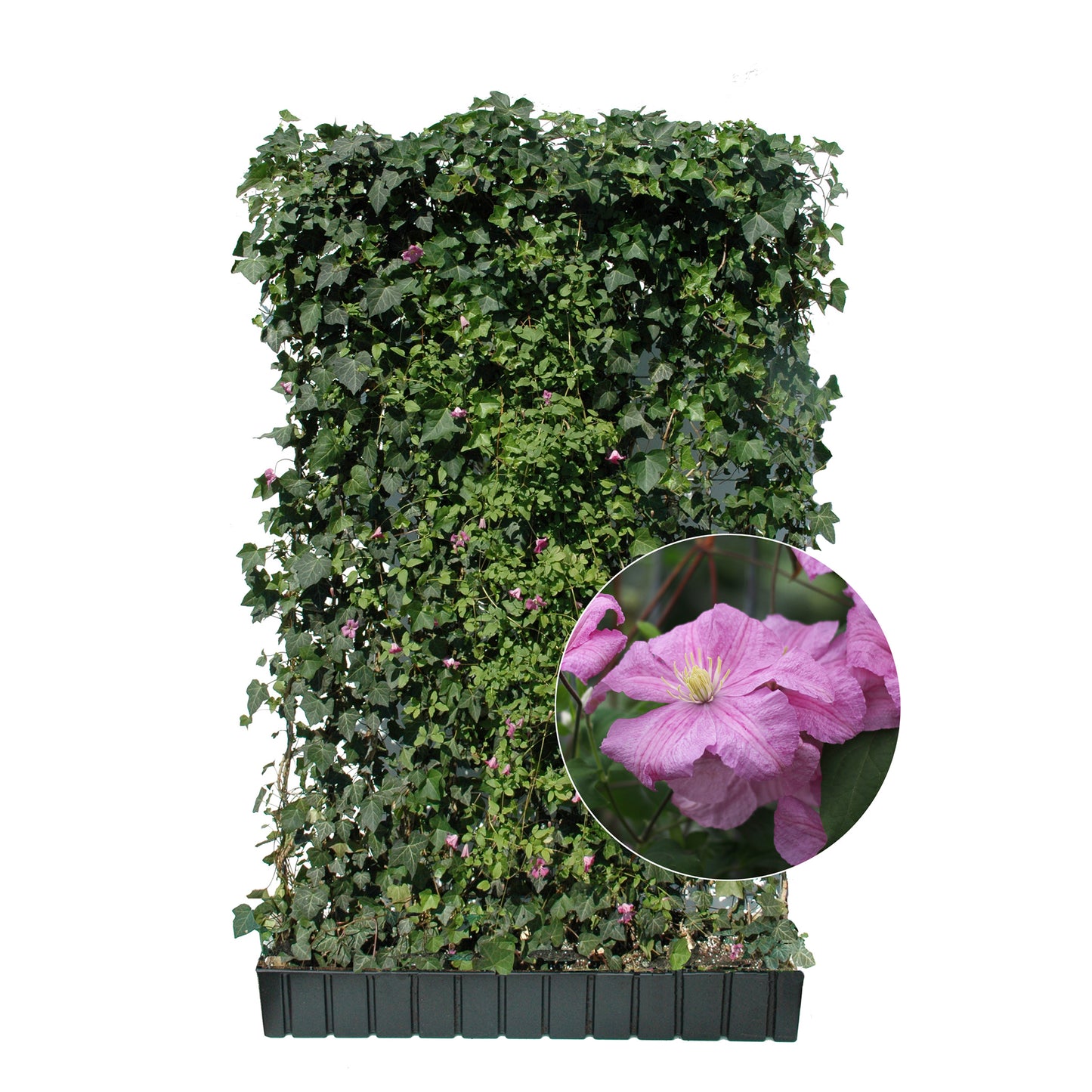Hecke am laufenden Meter® mit Hedera helix und sommerblühender Clematis in rosa 180x120 cm