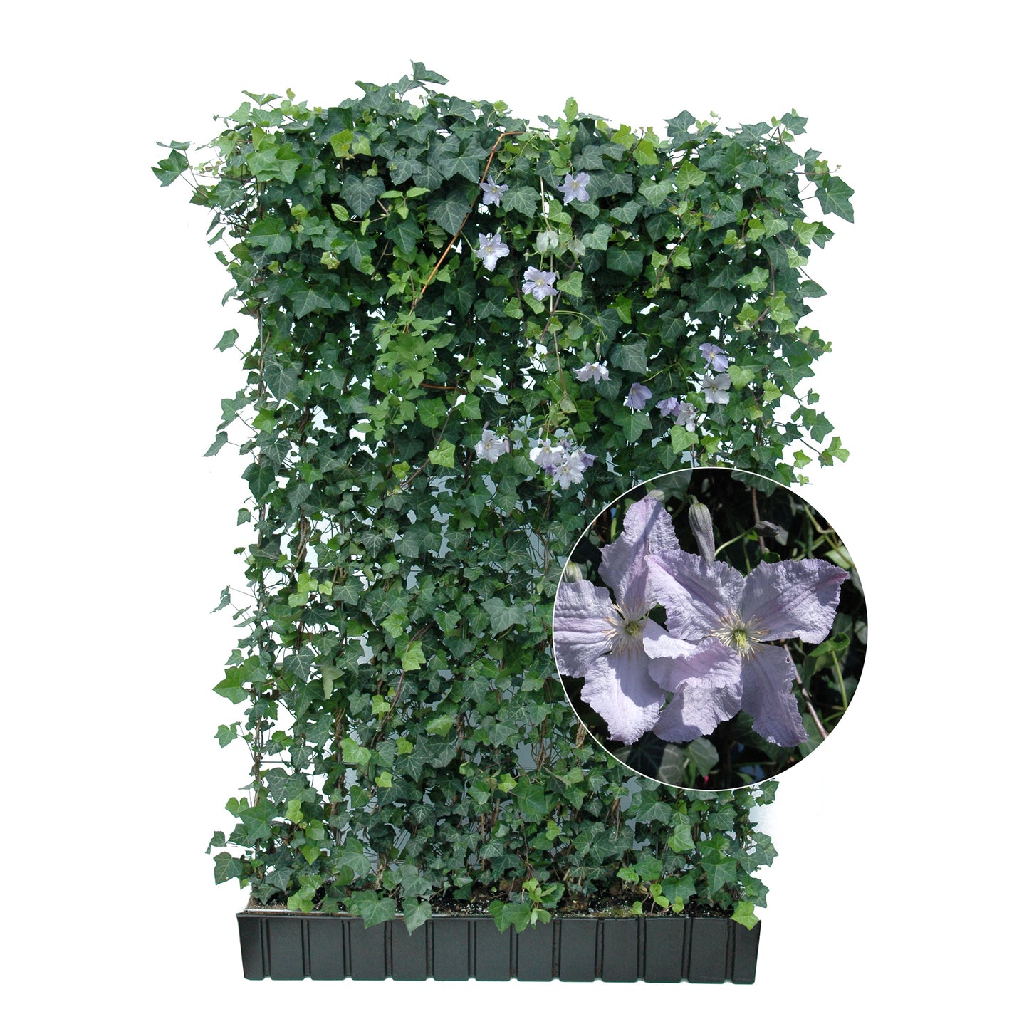 Hecke am laufenden Meter® mit Hedera helix und sommerblühender Clematis in hellblau 180x120 cm