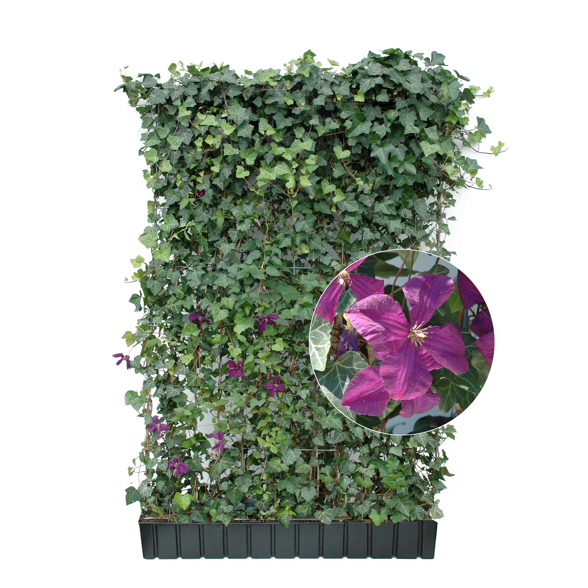 Hecke am laufenden Meter® mit Hedera helix und sommerblühender Clematis in violett 180x120 cm