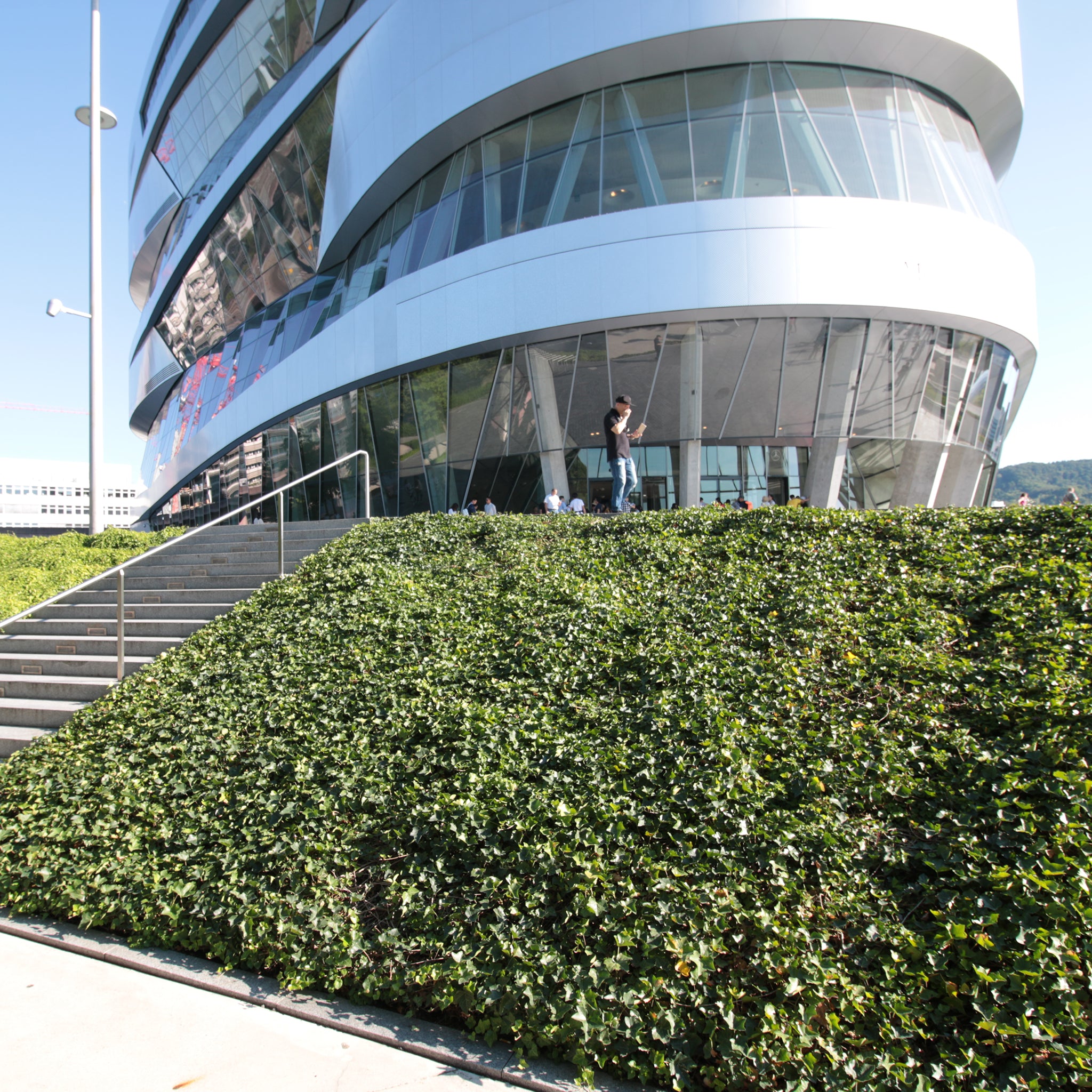 Bodendecker am laufenden Meter® Standardmatte Set - Hedera helix