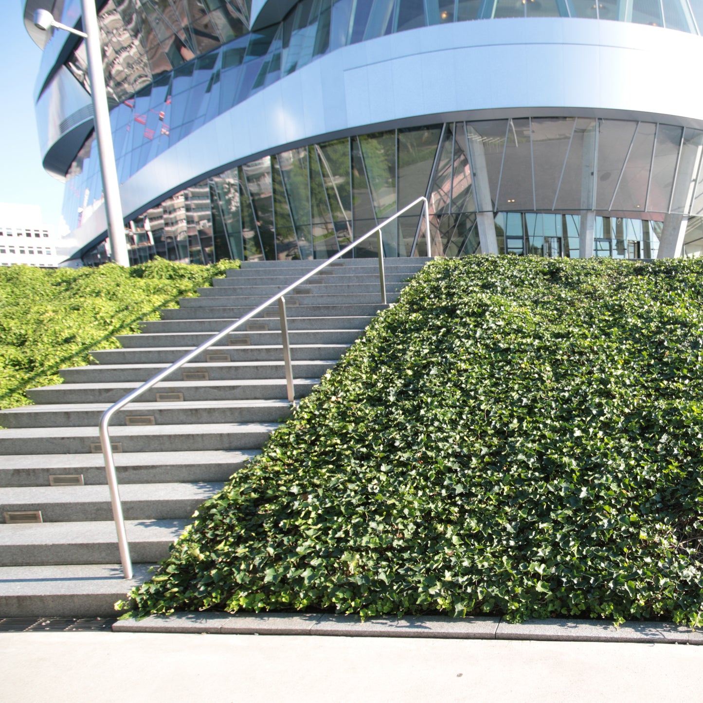 Bodendecker am laufenden Meter® Standardmatte Set - Hedera helix